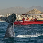 humpback whale slapping tail in cabo san lucas mexico, License Type: media, Download Time: 2025-02-12T16:51:21.000Z, User: rhylton_redventures, Editorial: false, purchase_order: 65030 - Newsletter, job: Lonely Planet WIP, client: Lonely Planet WIP, other: Rhianydd Hylton