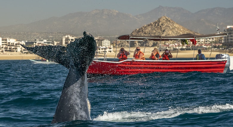 humpback whale slapping tail in cabo san lucas mexico, License Type: media, Download Time: 2025-02-12T16:51:21.000Z, User: rhylton_redventures, Editorial: false, purchase_order: 65030 - Newsletter, job: Lonely Planet WIP, client: Lonely Planet WIP, other: Rhianydd Hylton