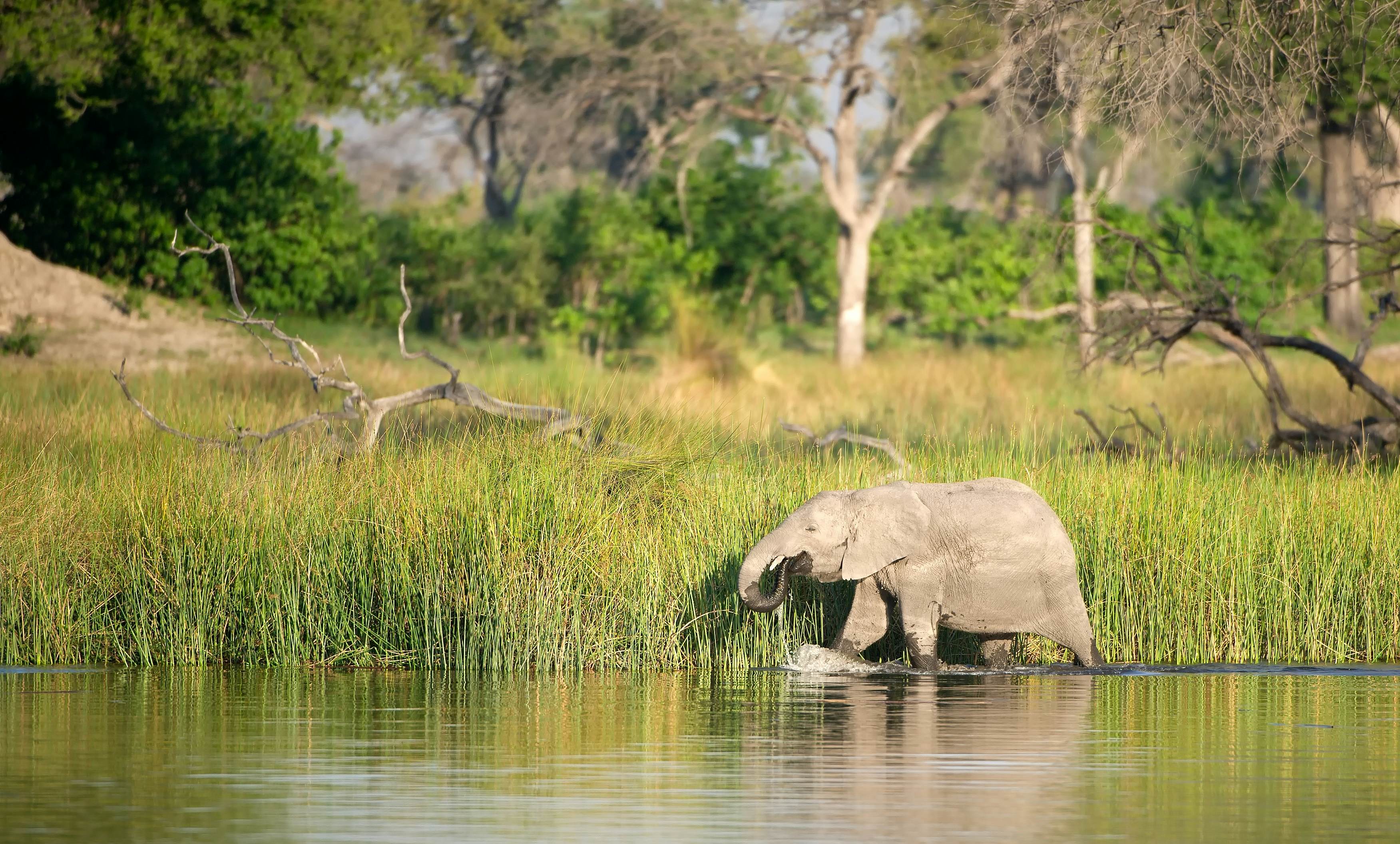 Baby elephant walking through the water - warm morning sunlight - Botswana, License Type: media, Download Time: 2026-01-12T16:22:24.000Z, User: clairenaylor, Editorial: false, purchase_order: 65050 - Digital Destinations and Articles, job: Online editorial, client: Okavango things to do, other: Claire Naylor
