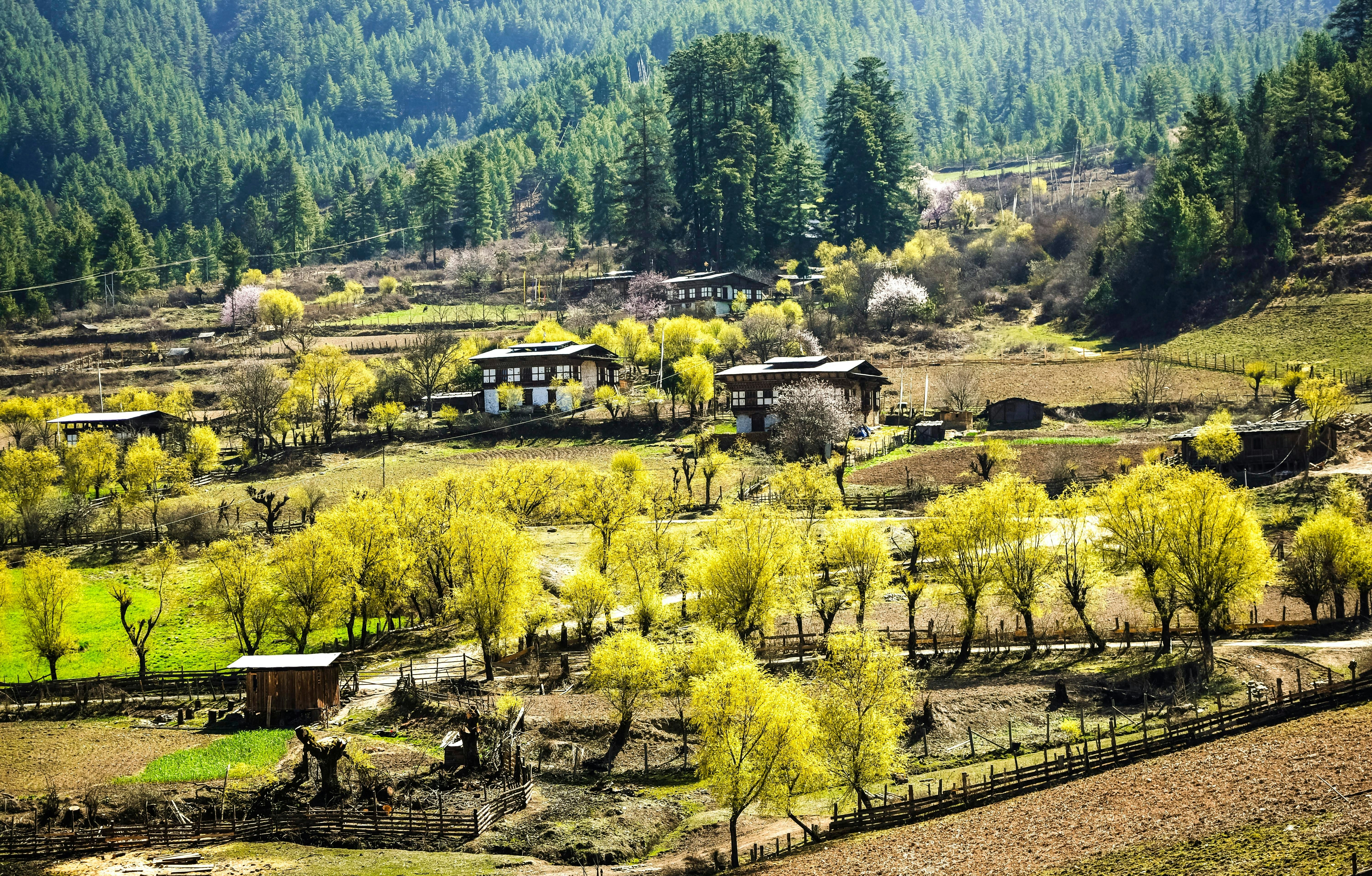 Farmhouses scattered through fields. Clusters of tall trees are in the background.