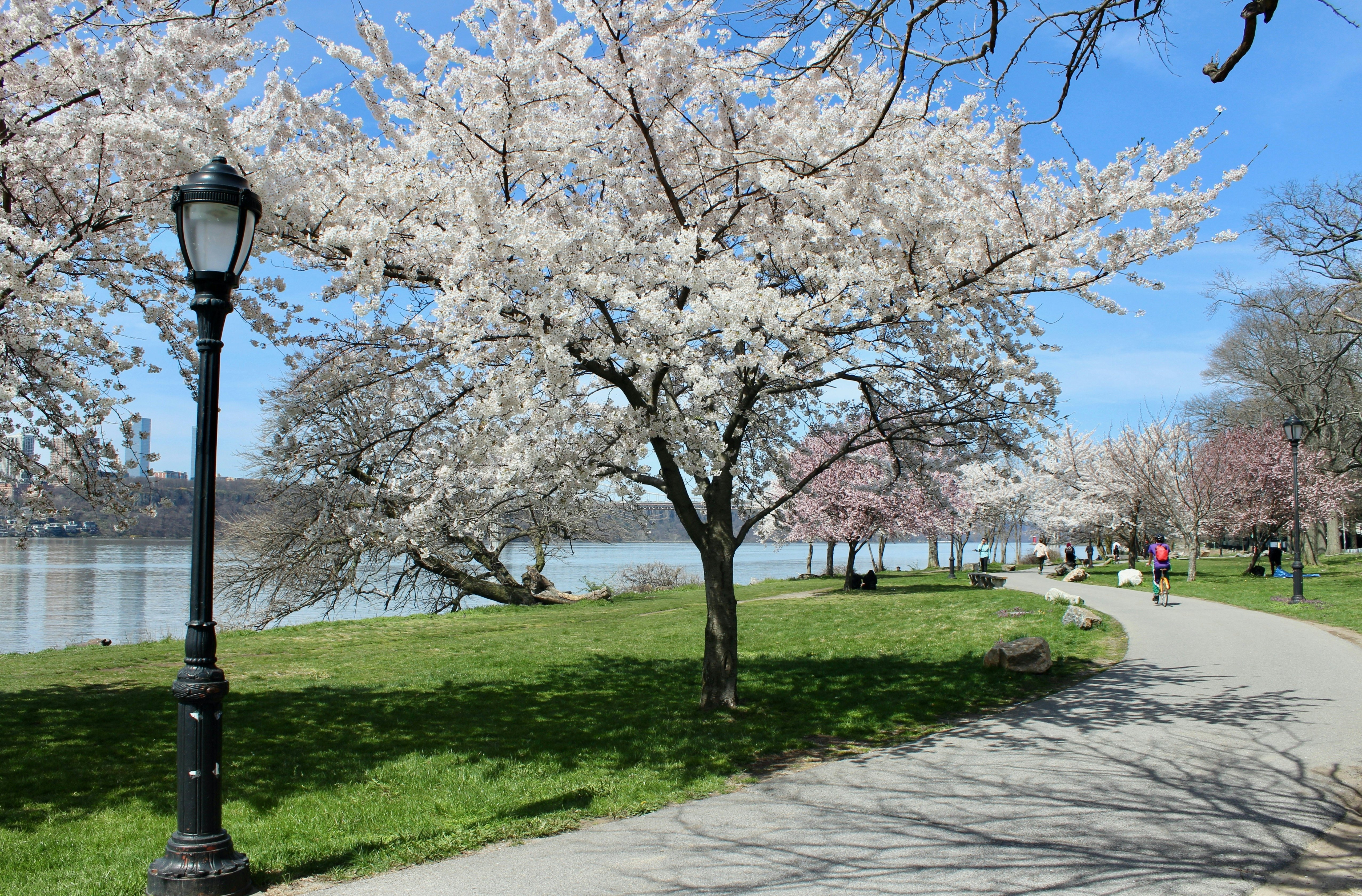 Cherry trees blooming along the Manhattan Waterfront Greenway in Riverside Park, Harlem, New York City