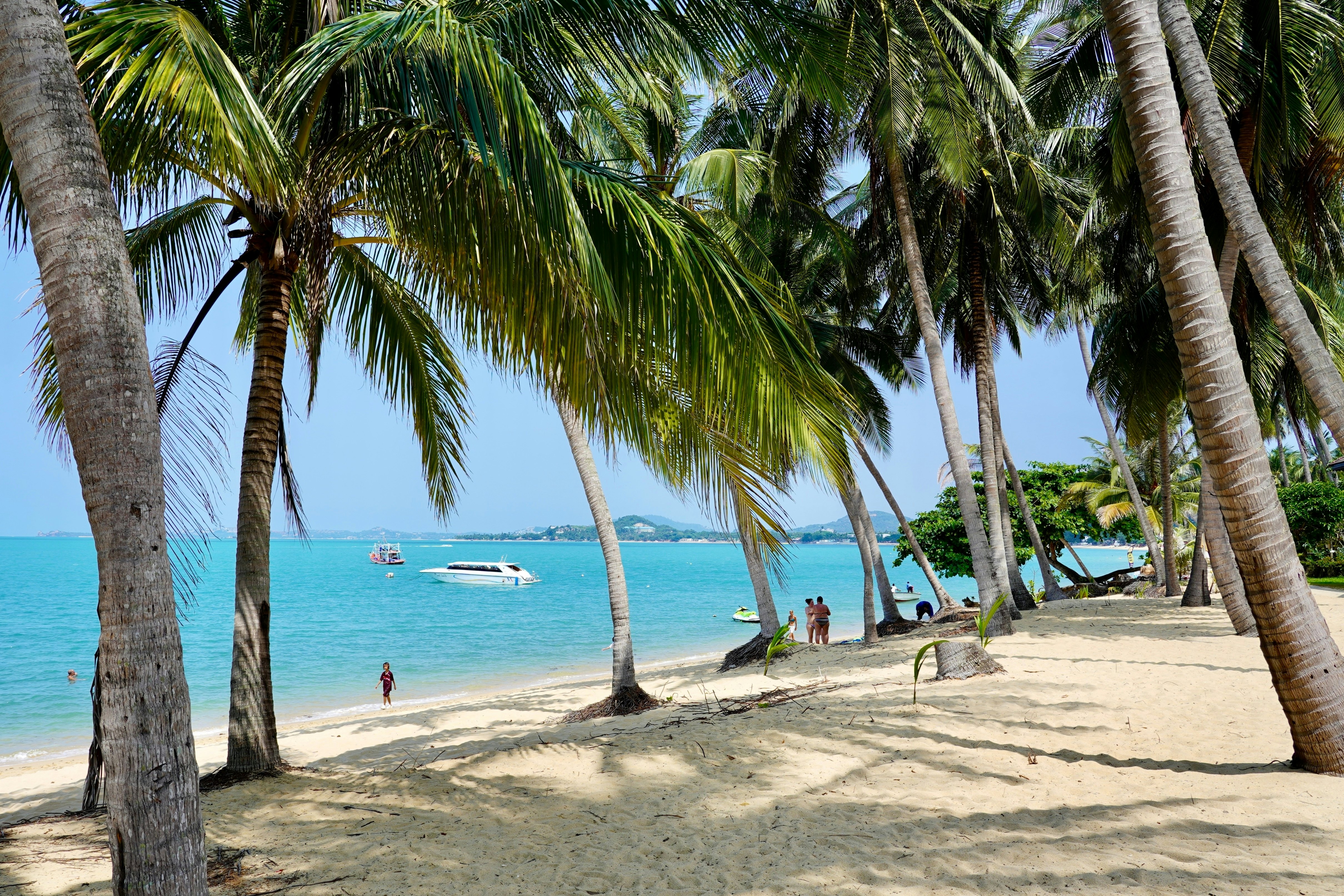 A palm tree-lined beach with a few people on the shore. Two boats are docked nearby.