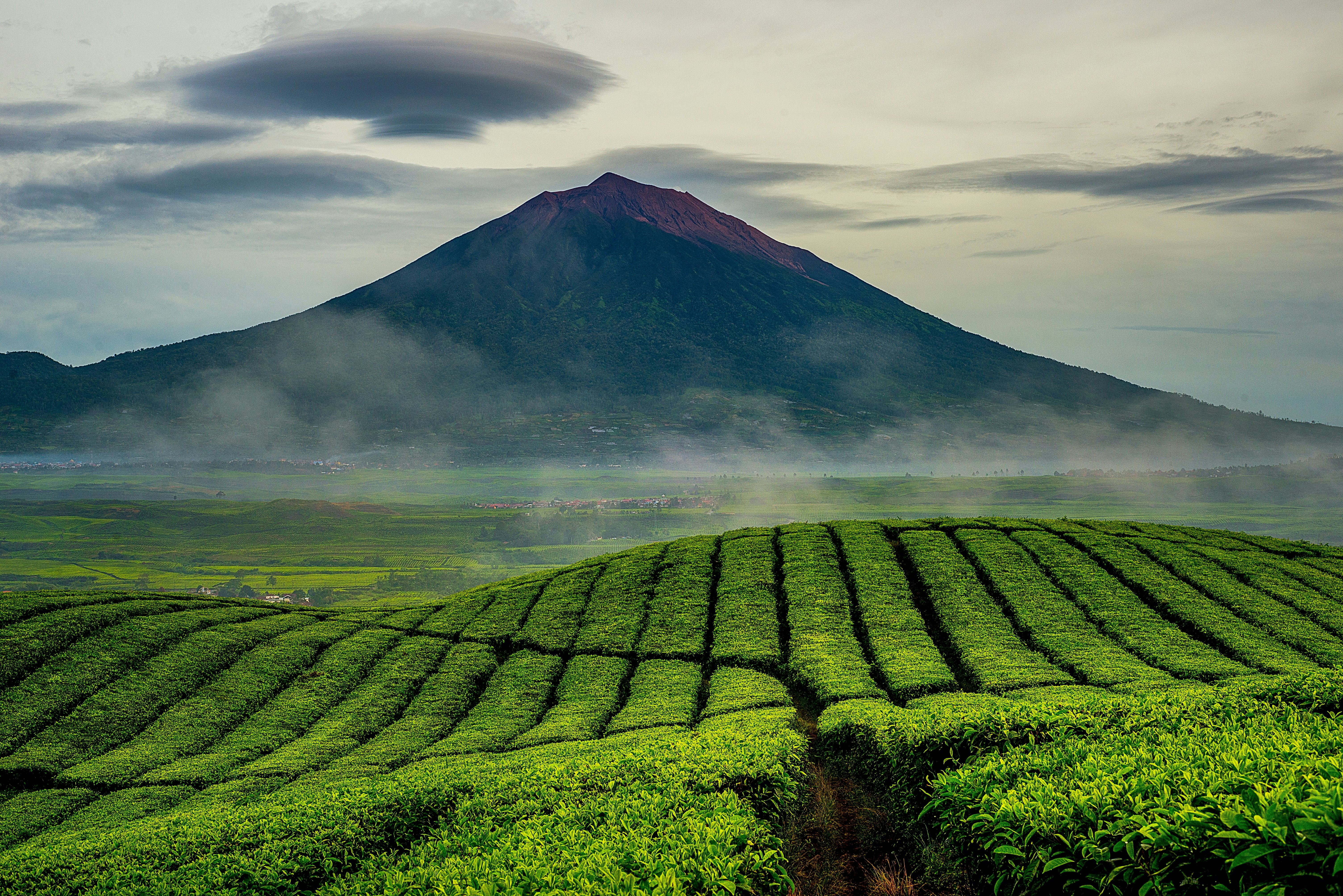Green fields divided into rows lead to a single peak, with mist rising in the plain between.