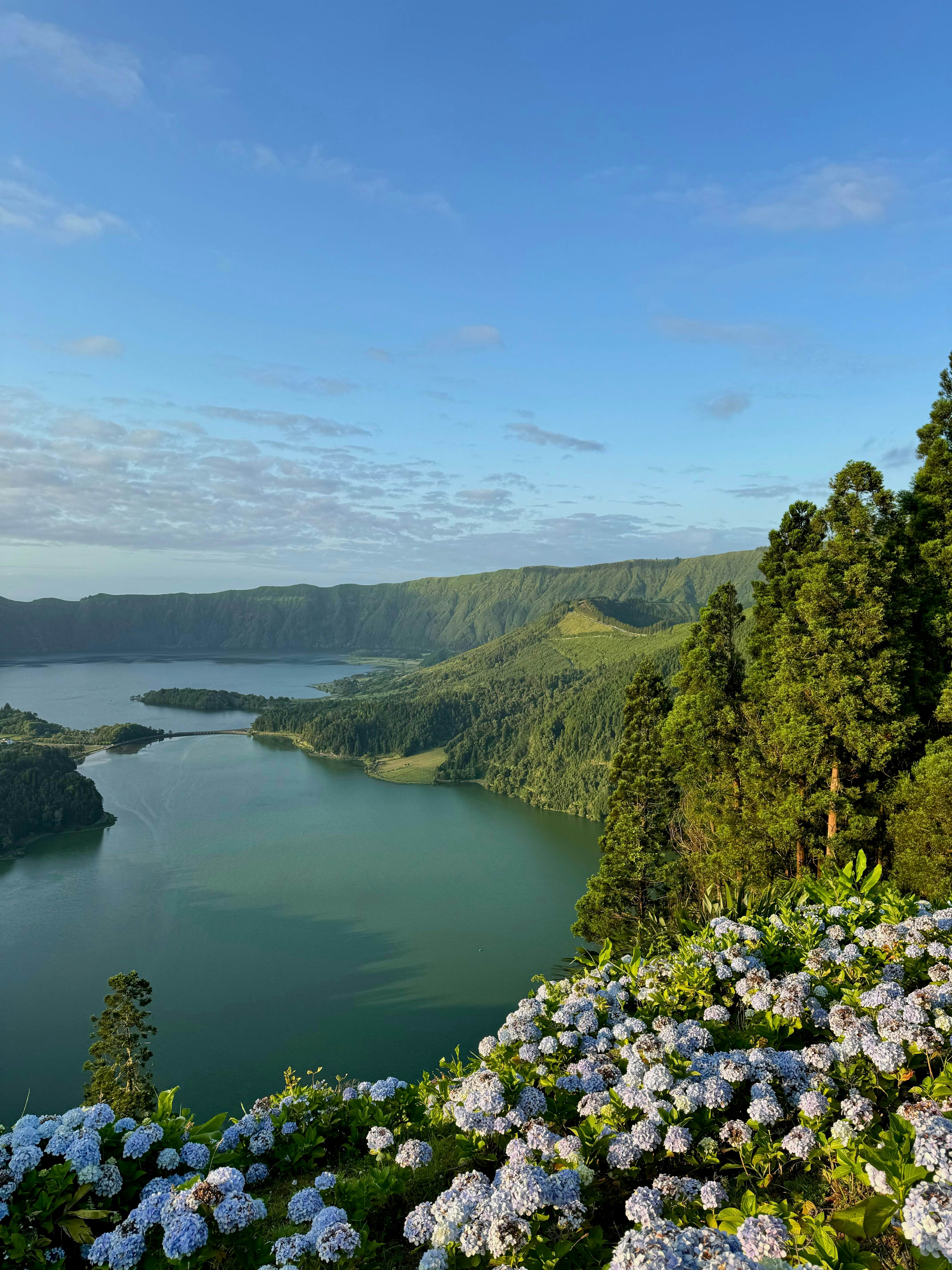 A hiking trail lined with hydrangeas.