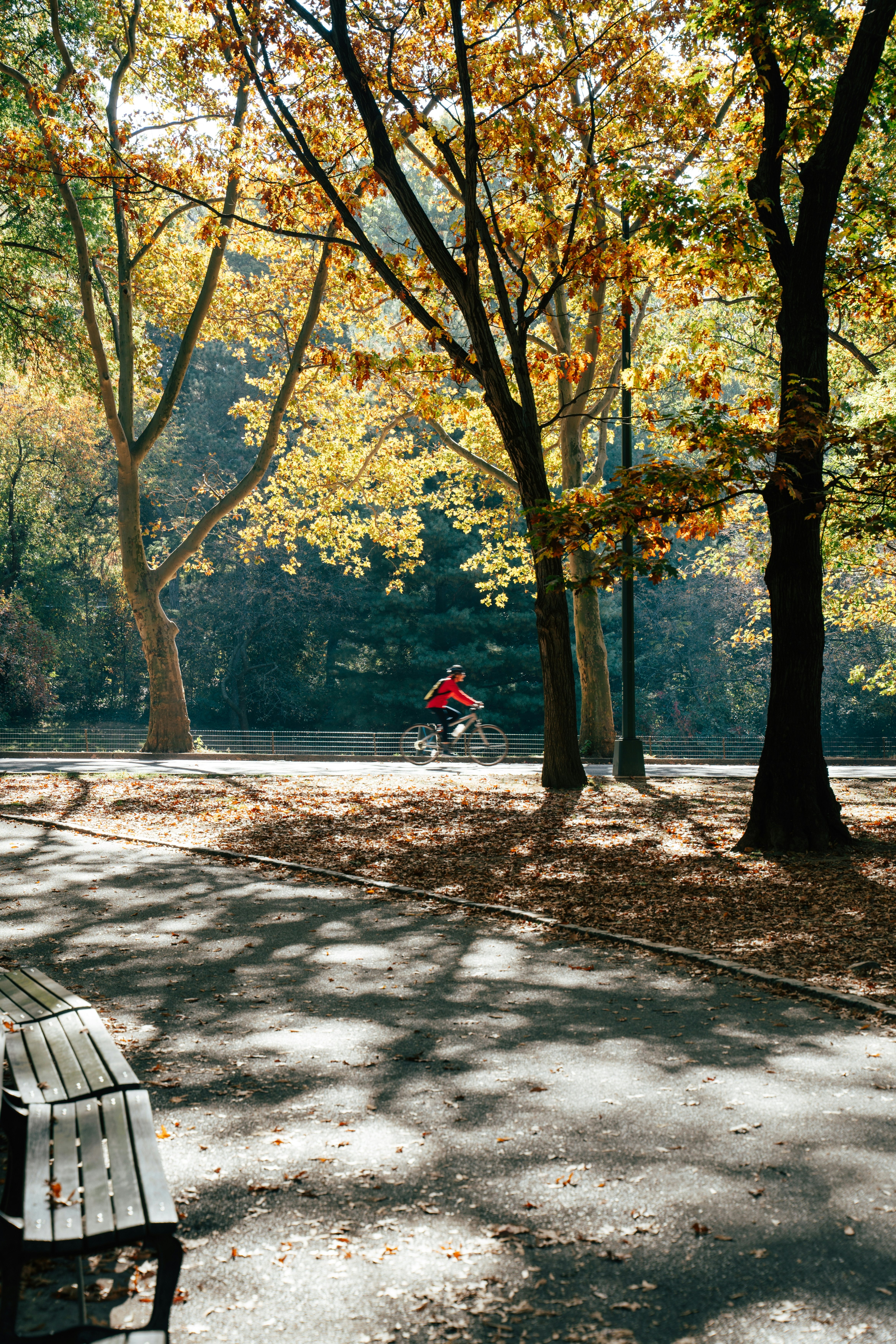 Biking through Central Park in autumn sunlight with vibrant fall