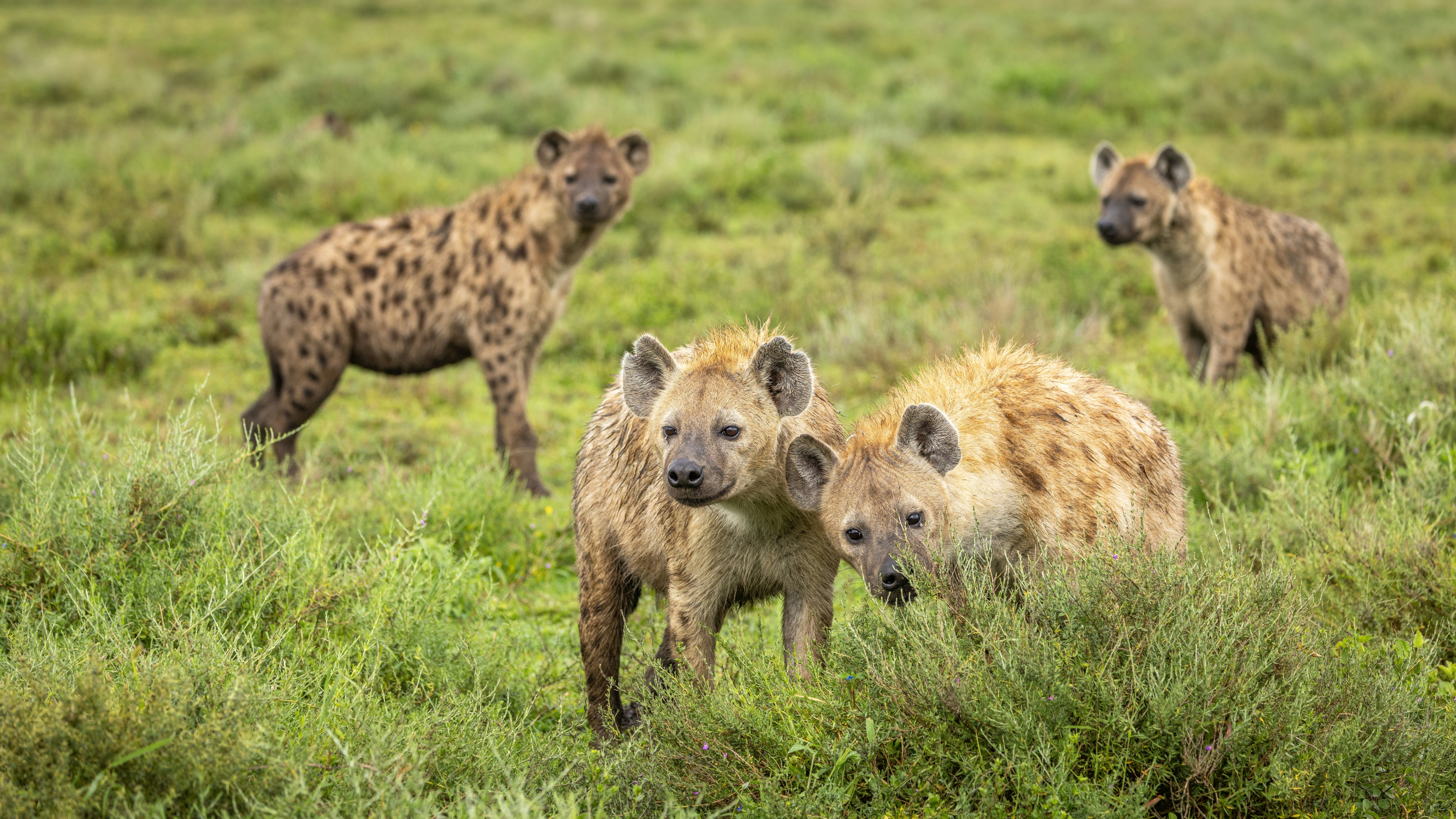 A clan of spotted hyenas on the edge of the Serengeti, Tanzania.