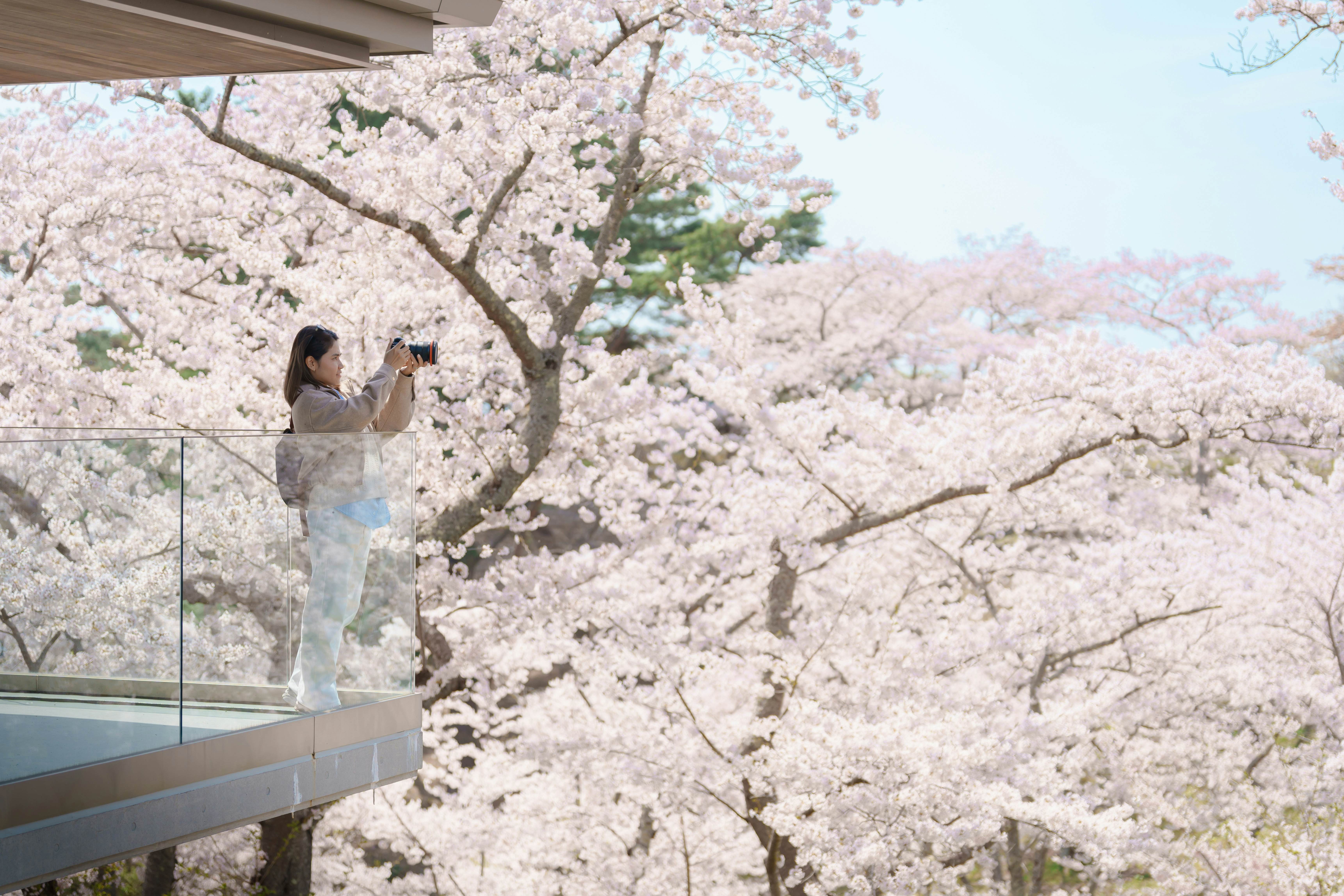 Woman tourist sightseeing Sakura Cherry Blossom in Spring. Happy traveler travel and taking photo at Saigyo Modoshi no Matsu over Matsushima Bay near Sendai, Miyagi, Japan. Famous Landmark Vacation, License Type: media, Download Time: 2026-01-29T18:41:16.000Z, User: tasminwaby56, Editorial: false, purchase_order: 65050 - Digital Destinations and Articles, job: Online Editorial, client: How to plan the perfect cherry blossom trip in Japan, other: Tasmin Waby