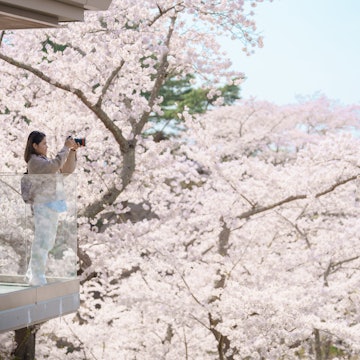 Woman tourist sightseeing Sakura Cherry Blossom in Spring. Happy traveler travel and taking photo at Saigyo Modoshi no Matsu over Matsushima Bay near Sendai, Miyagi, Japan. Famous Landmark Vacation, License Type: media, Download Time: 2026-01-29T18:41:16.000Z, User: tasminwaby56, Editorial: false, purchase_order: 65050 - Digital Destinations and Articles, job: Online Editorial, client: How to plan the perfect cherry blossom trip in Japan, other: Tasmin Waby