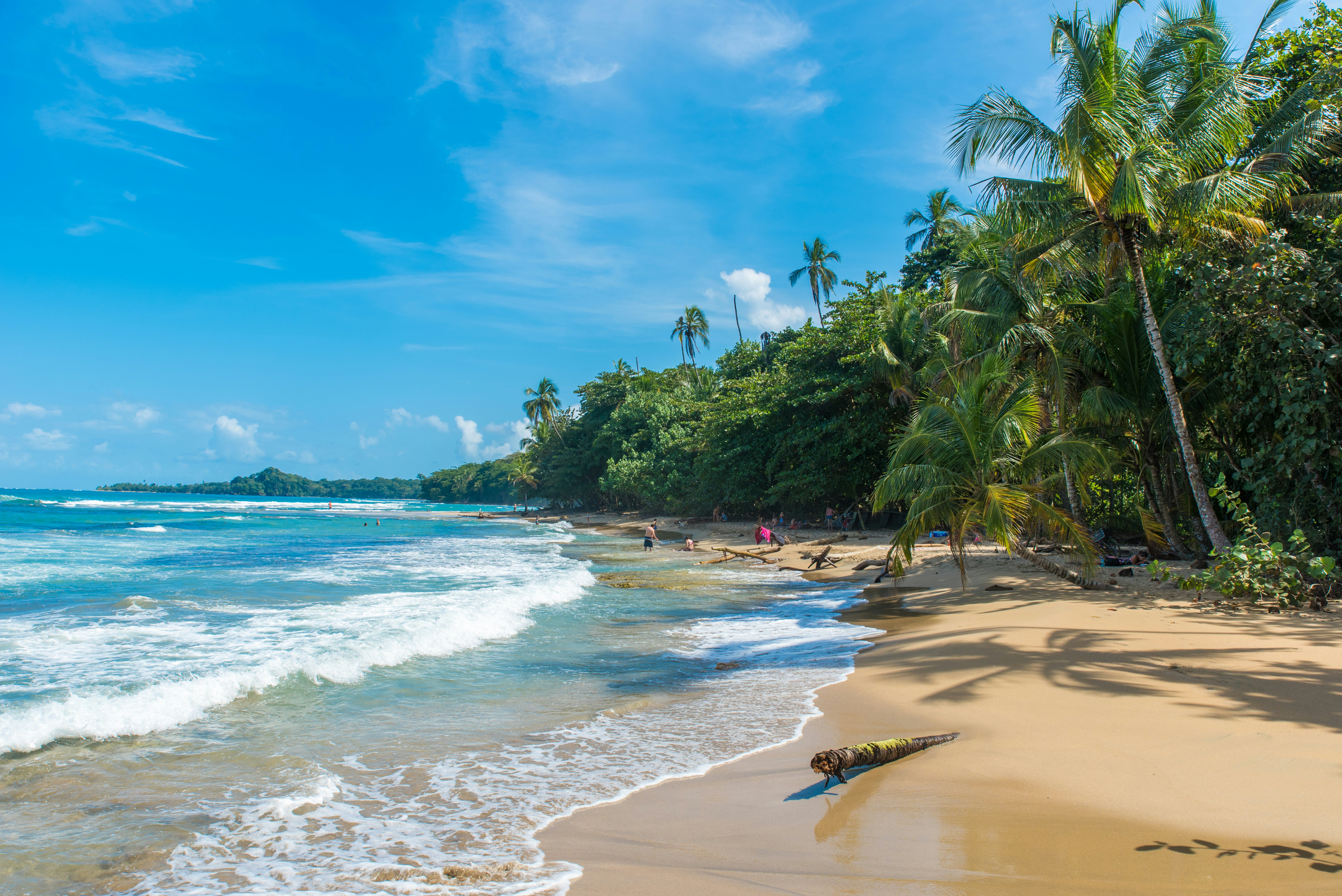 A sandy beach lapped by waves and backed by palm trees.