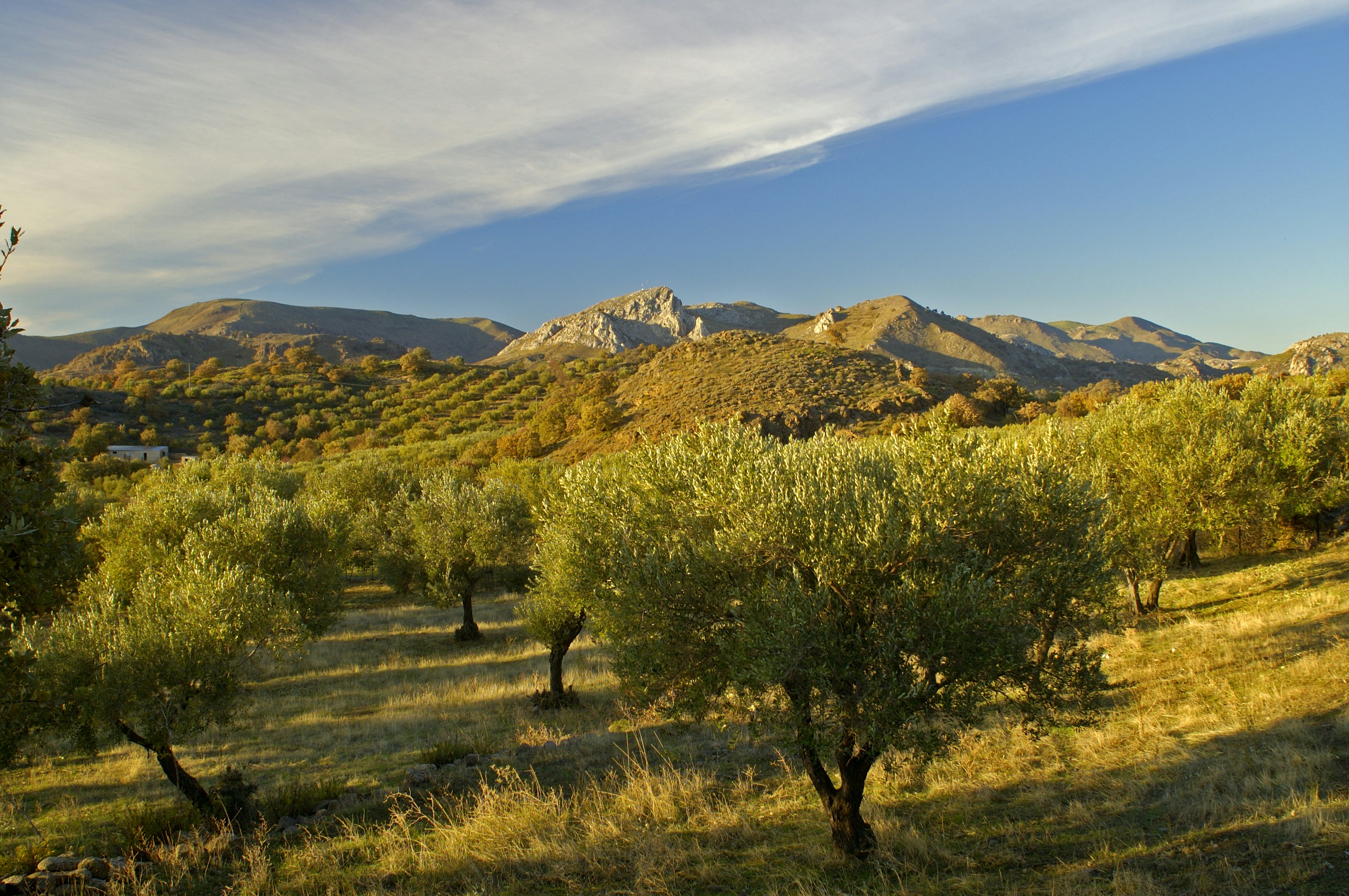 Olive groves and rocky peaks on the island of Lesvos, Greece.