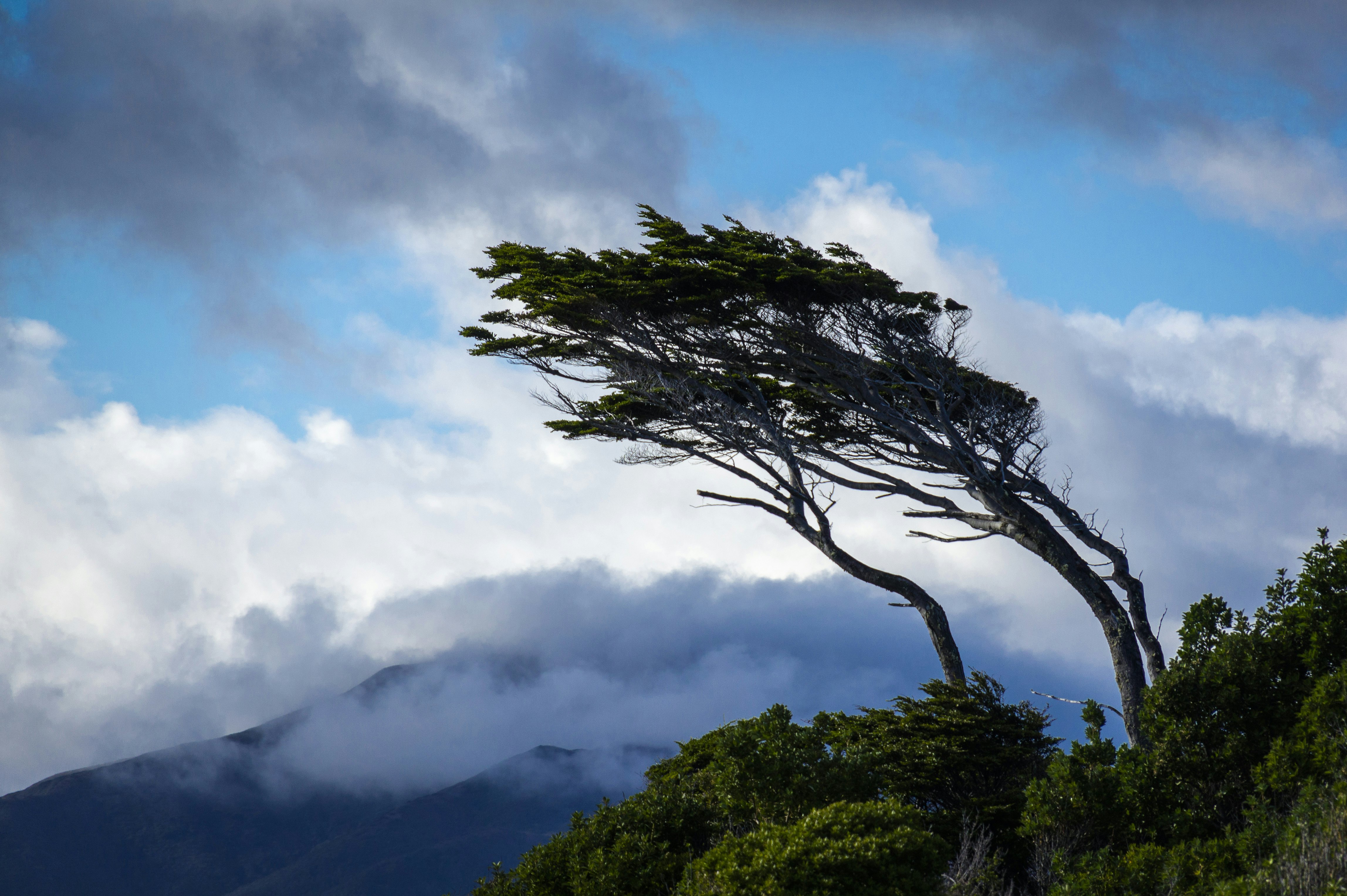 A mountain-top tree that has grown at a 45-degree angle due to persistent strong winds.
