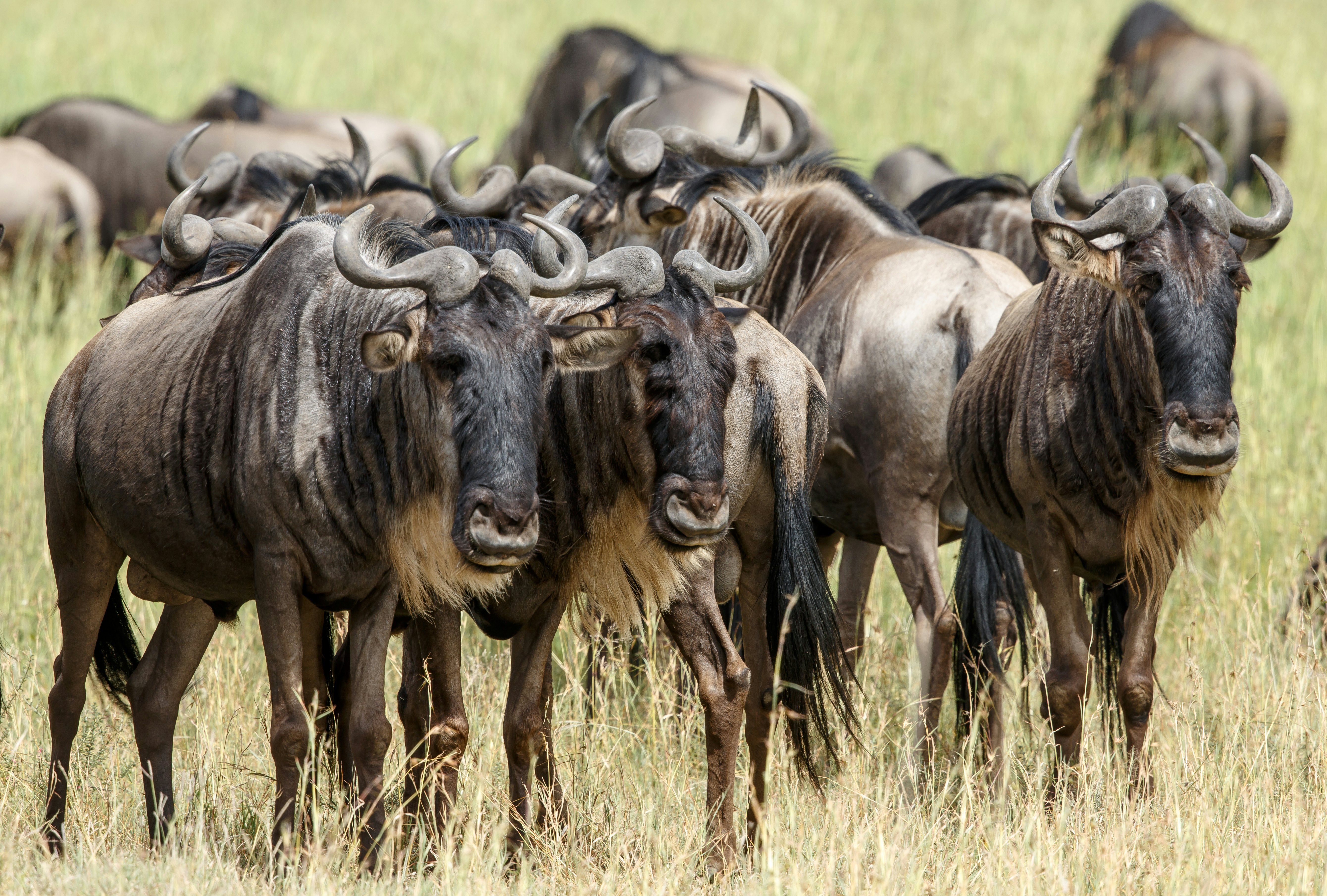 Wildebeest gather in the grasslands of the Serengeti in Tanzania.