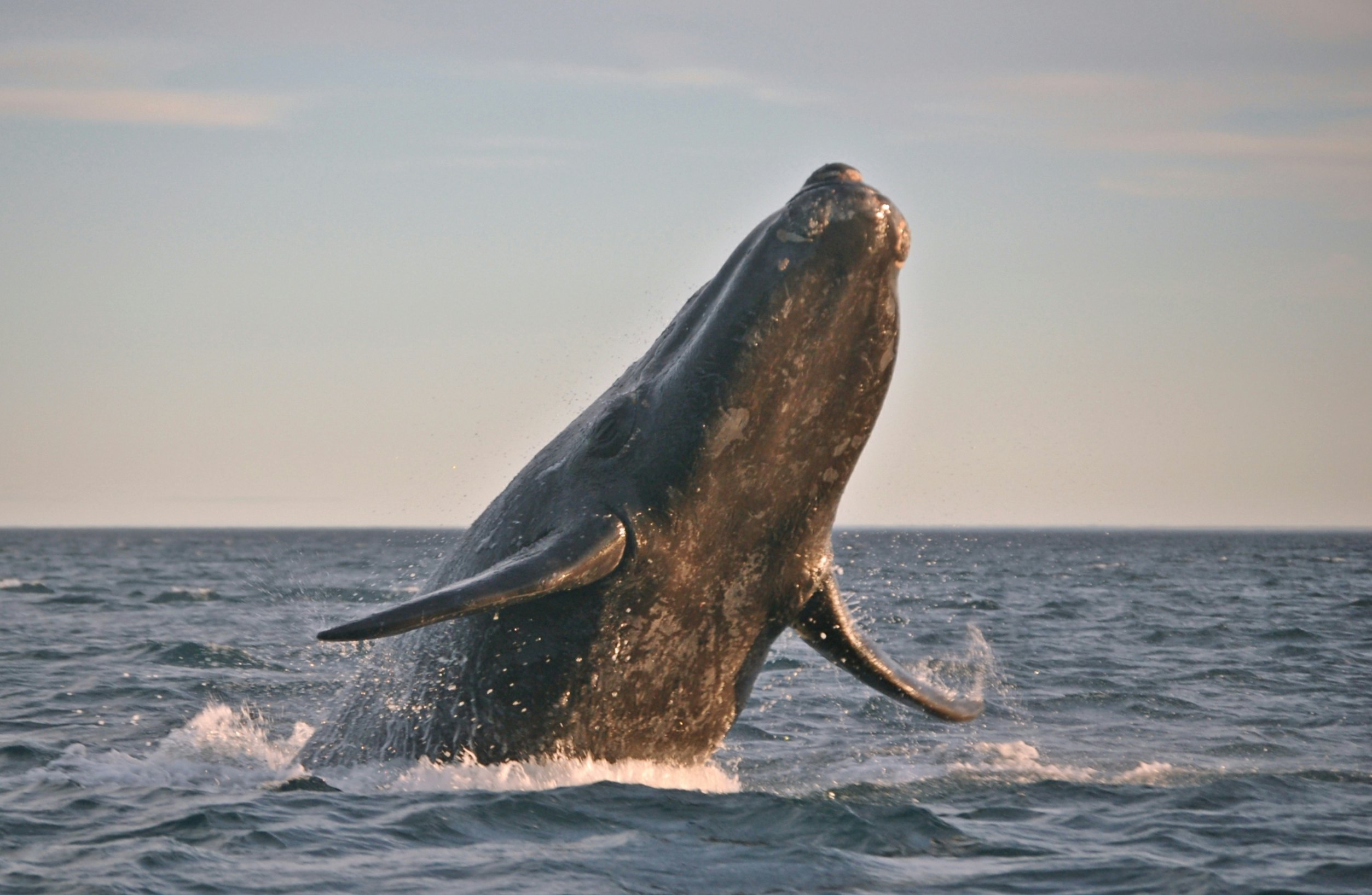 Southern right whale breaching the water.
