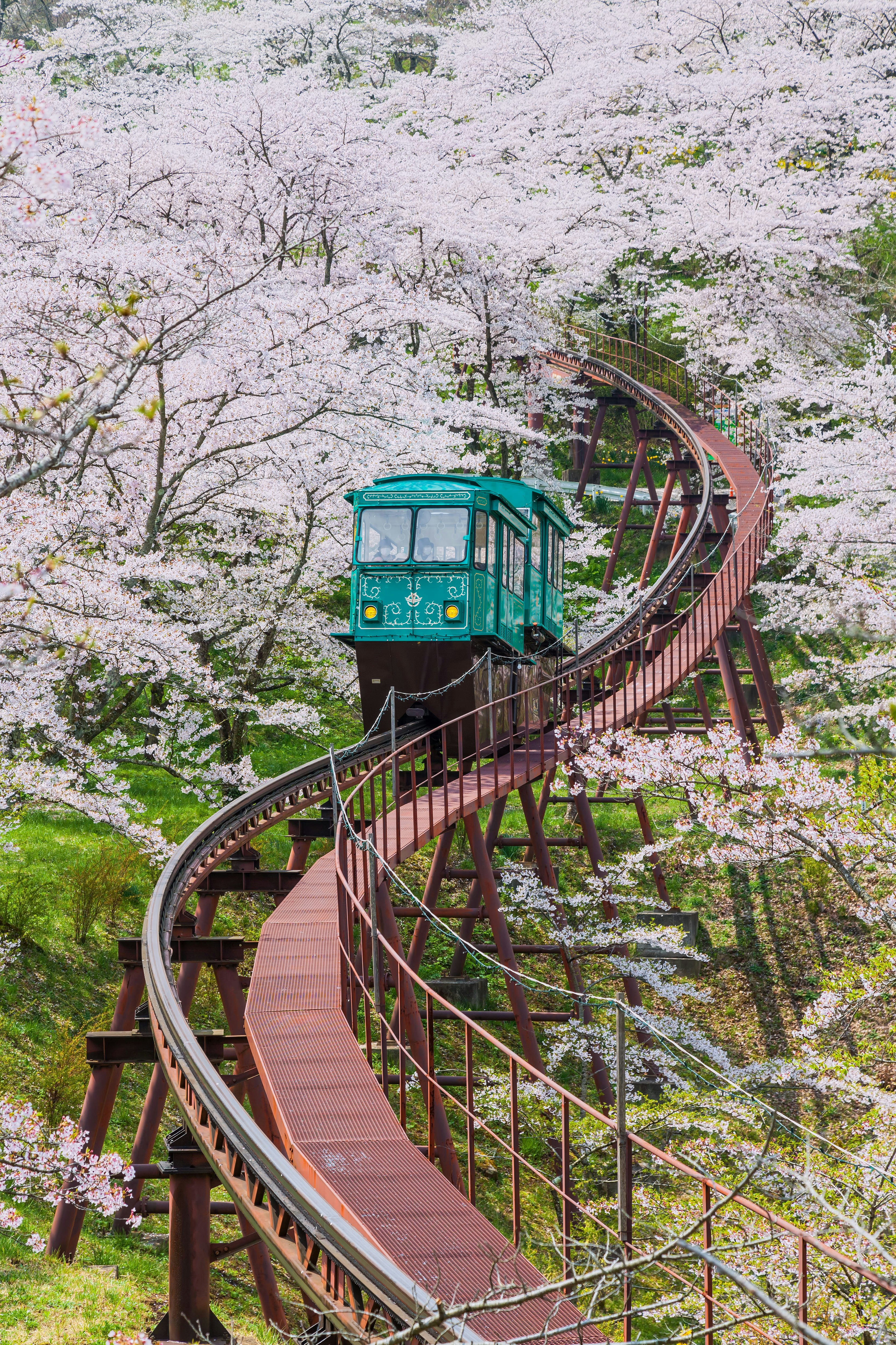 Slope car at Funaoka Castle Ruin Park surrounded by cherry blossoms.
384375922
tree, blooming, blossoming, natural, green, floral, spring, flower, blossom, bloom, slope, season, pink, flora, cherry, garden, sendai, car, beautiful, background, fresh, branch, nature, detail, japanese, japan, sakura, miyagi