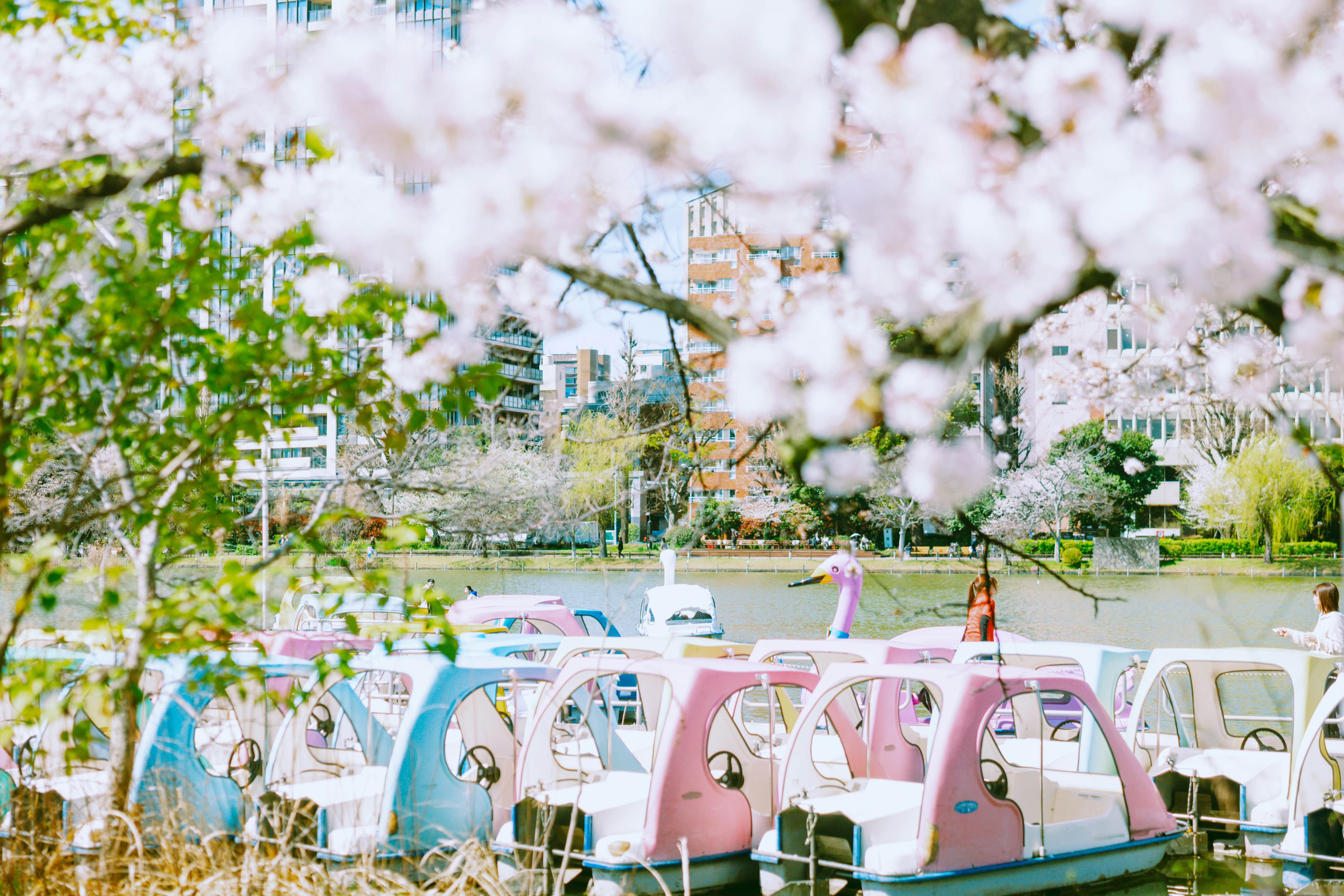 TOKYO, JAPAN. APRIL 2025. 
UENO
Ueno Park, Rental swan boats at Shinobazu Pond. Cherry blossom season