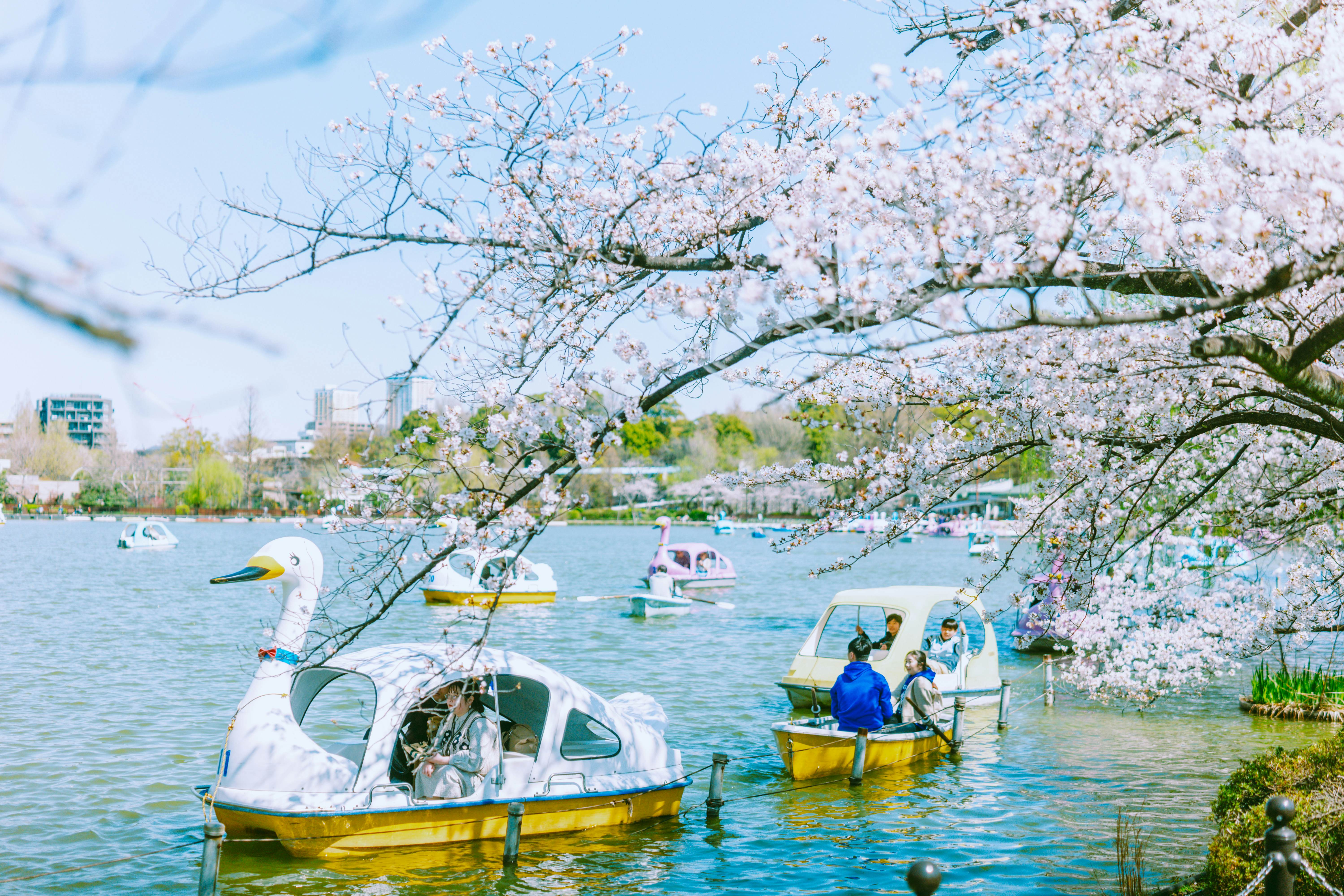 TOKYO, JAPAN. APRIL 2025. 
UENO
Ueno Park, Rental swan boats at Shinobazu Pond. Cherry blossom season
