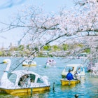 TOKYO, JAPAN. APRIL 2025.
UENO
Ueno Park, Rental swan boats at Shinobazu Pond. Cherry blossom season