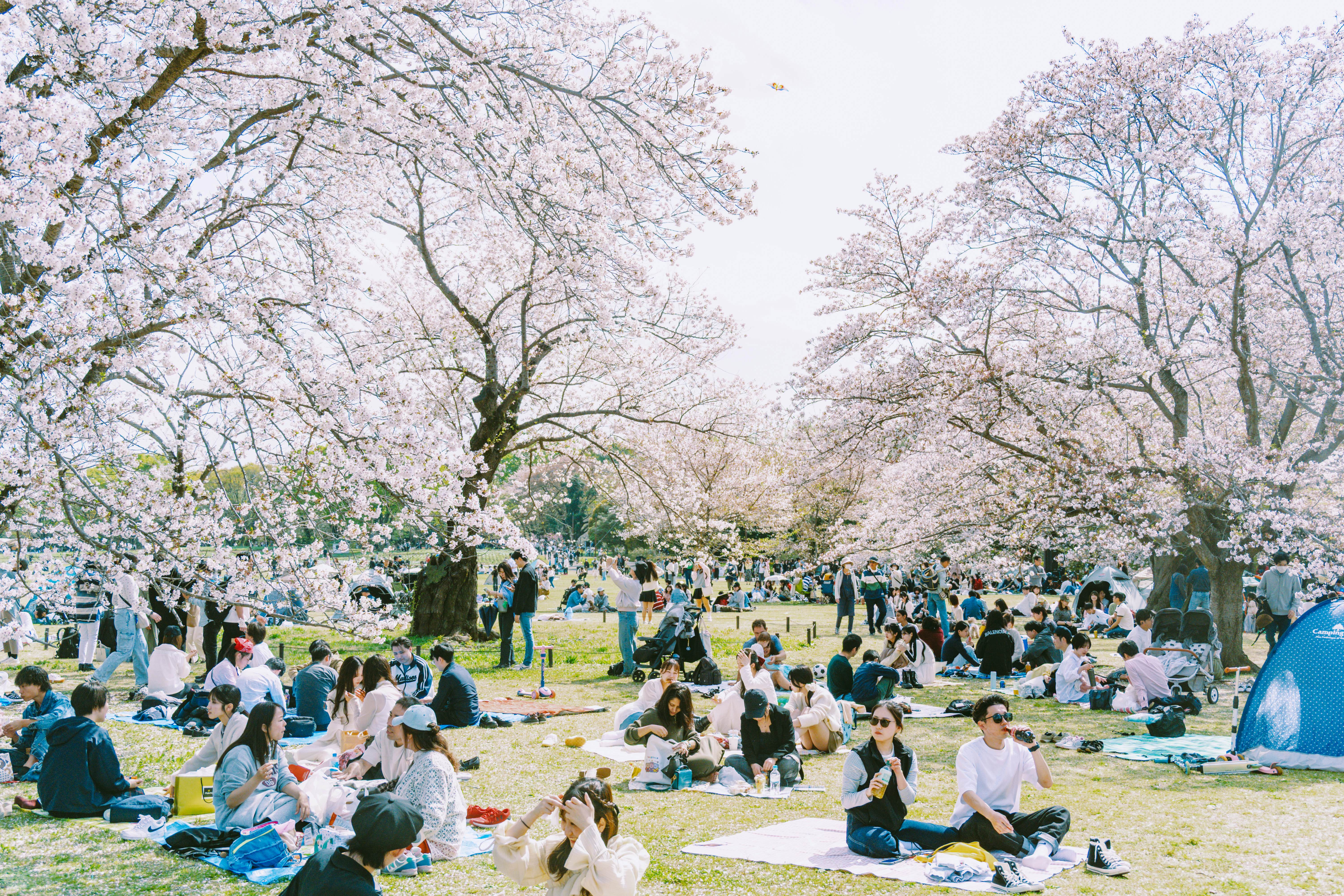 Crowds of people sit on a grass lawn under pink cherry blossoms.