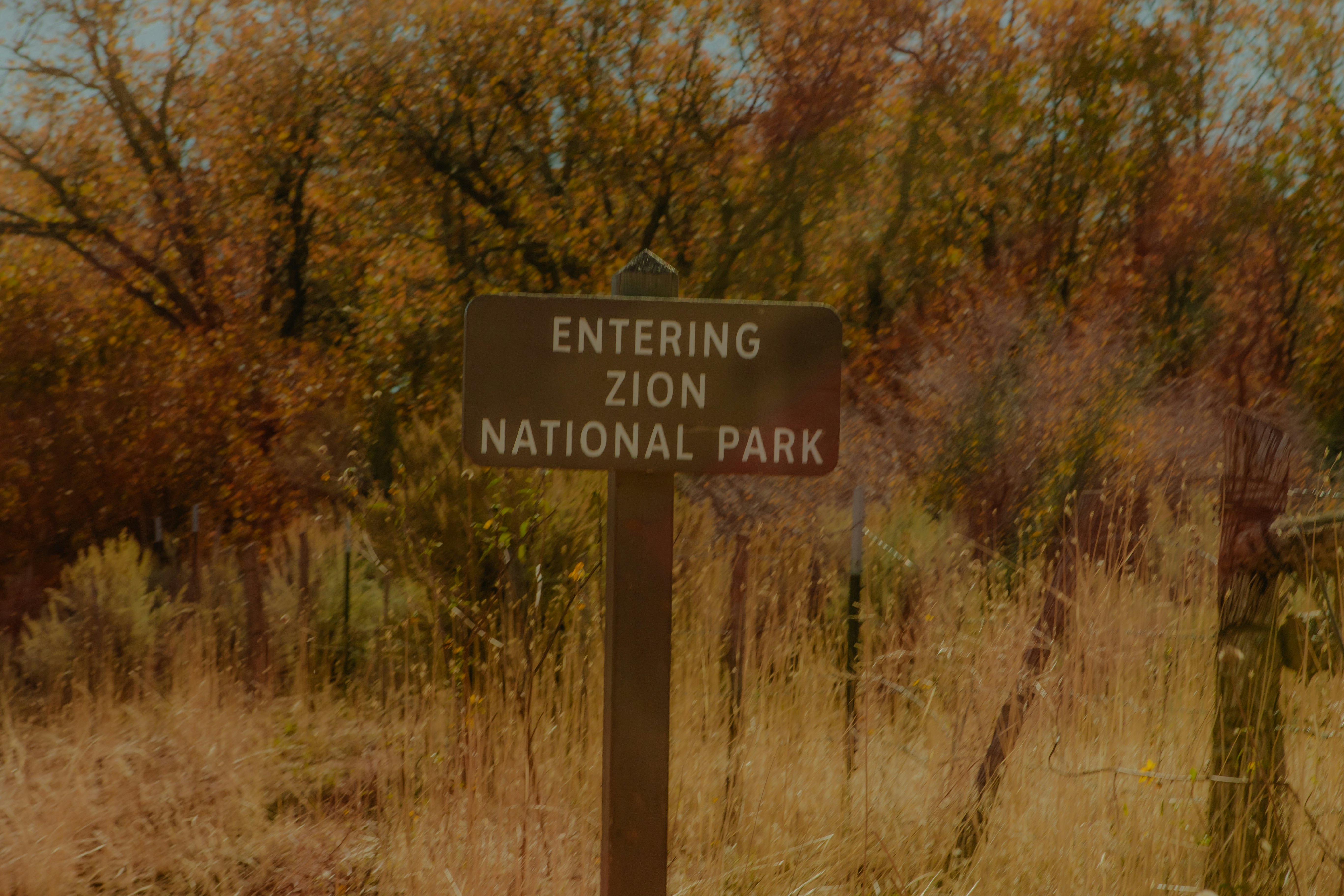 A sign that says "Entering Zion National Park" in front of tall grasses and golden trees.