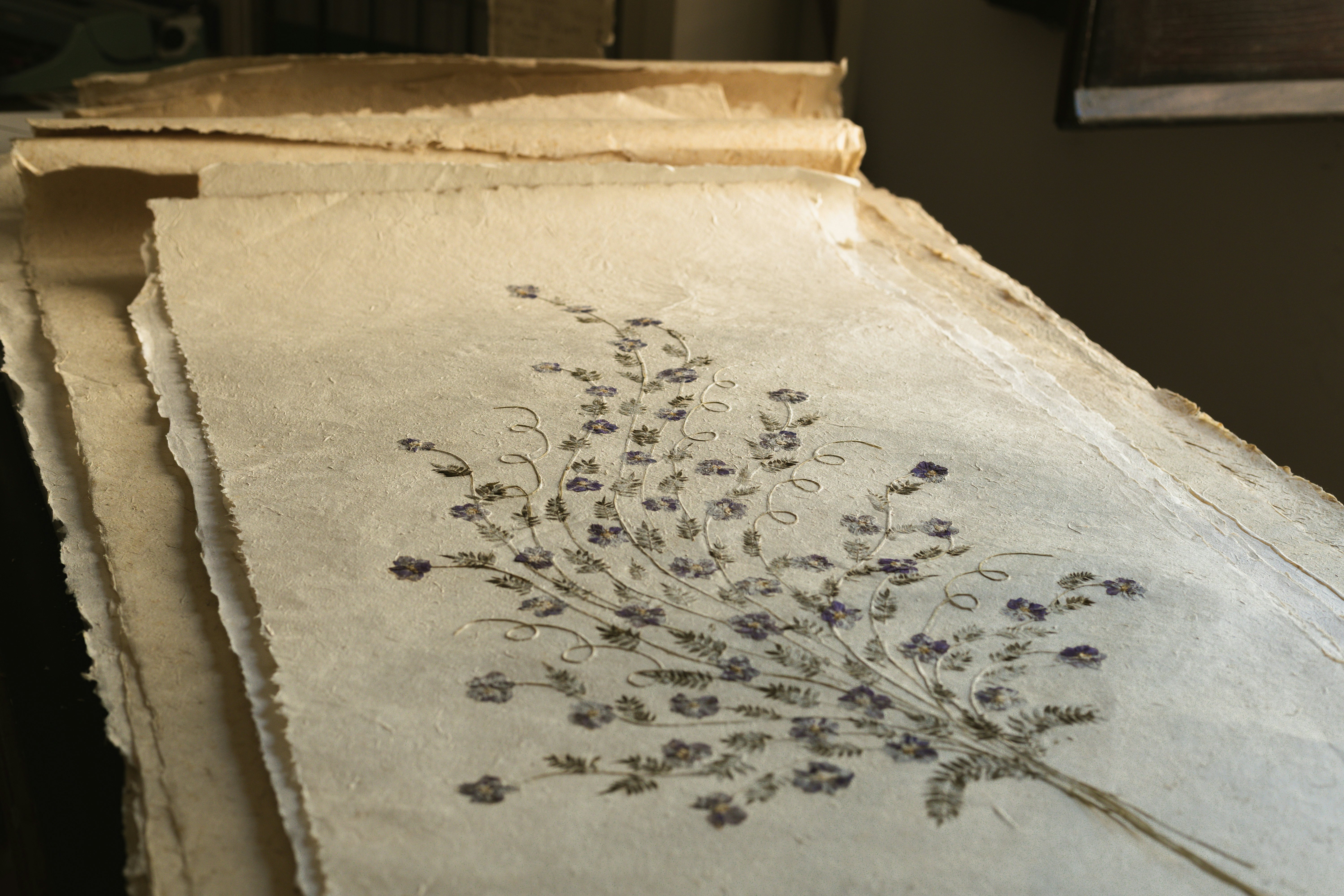Flowers pressed into paper at the Museo della Carta, a museum featuring exhibits on the history & production of paper in Amalfi, Italy. July 2025.