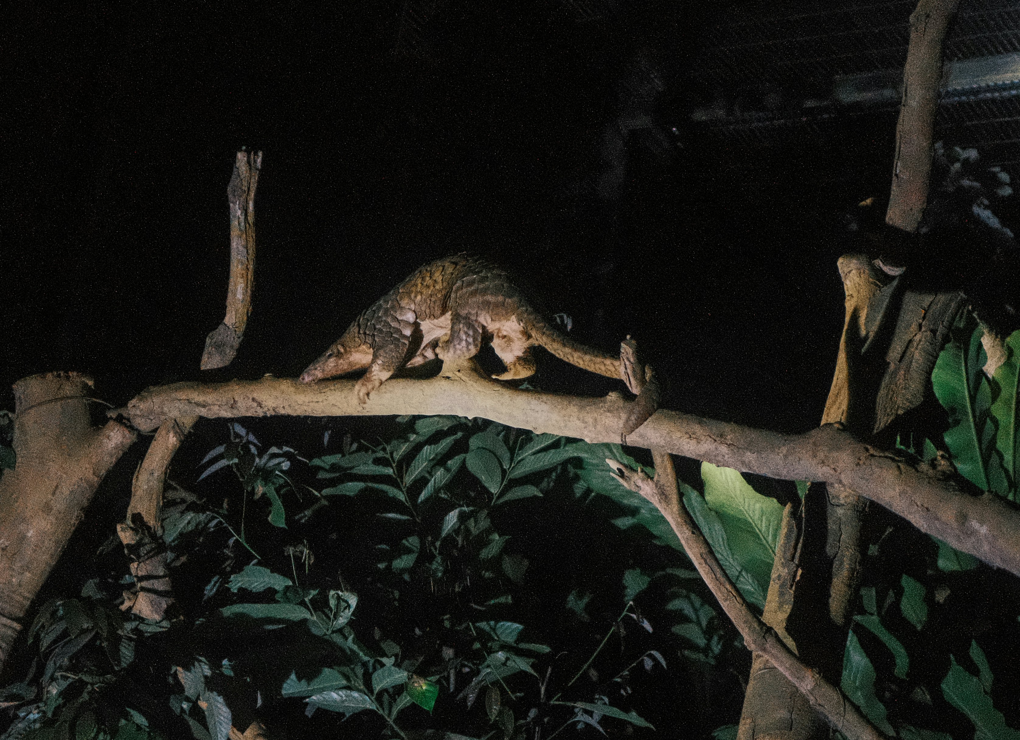 A scaly, hunched animal makes its way across a branch in the dark