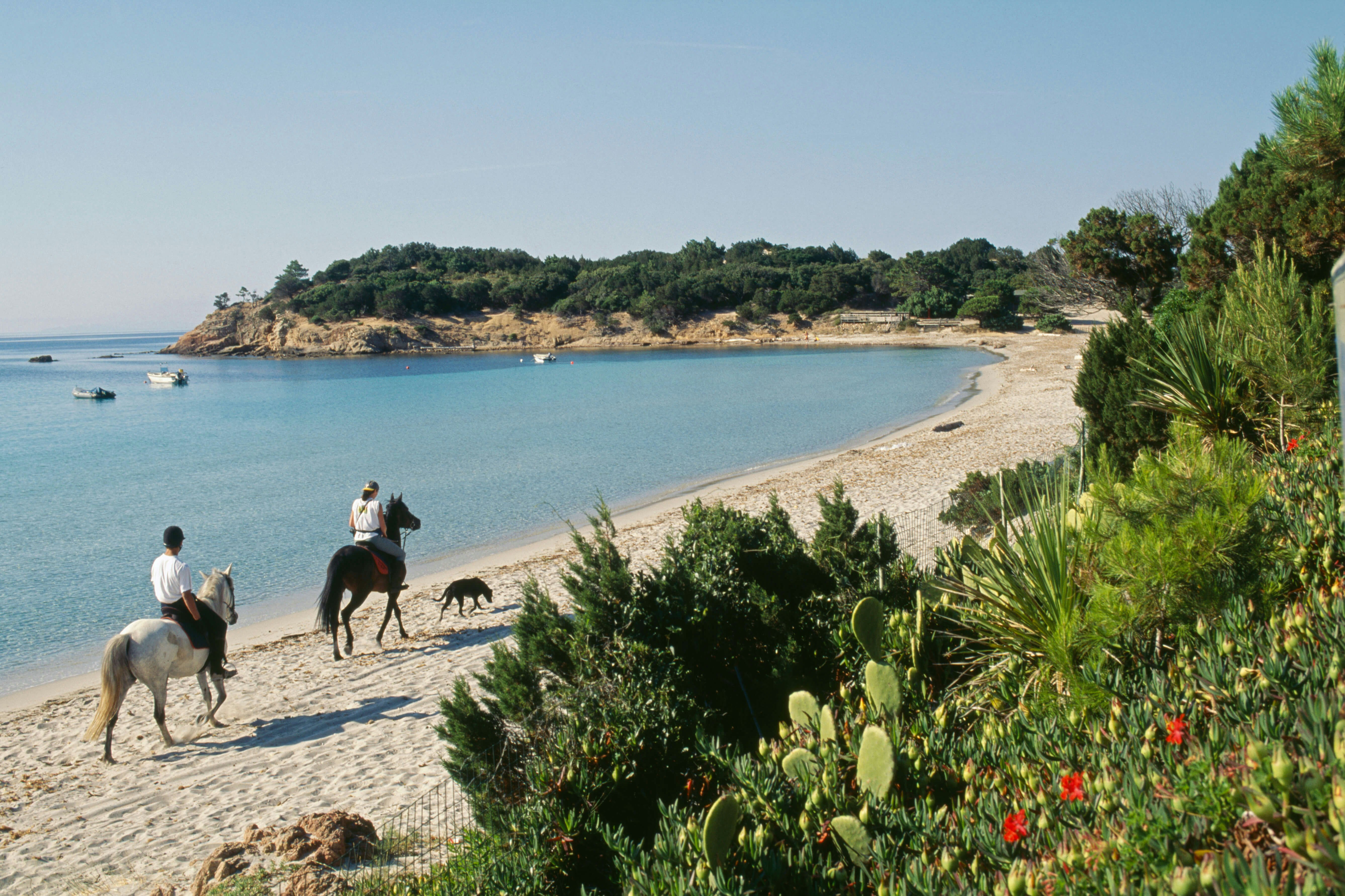Horseback riders and a dog wander along a gorgeous sandy beach backed by woodland on a sunny day.