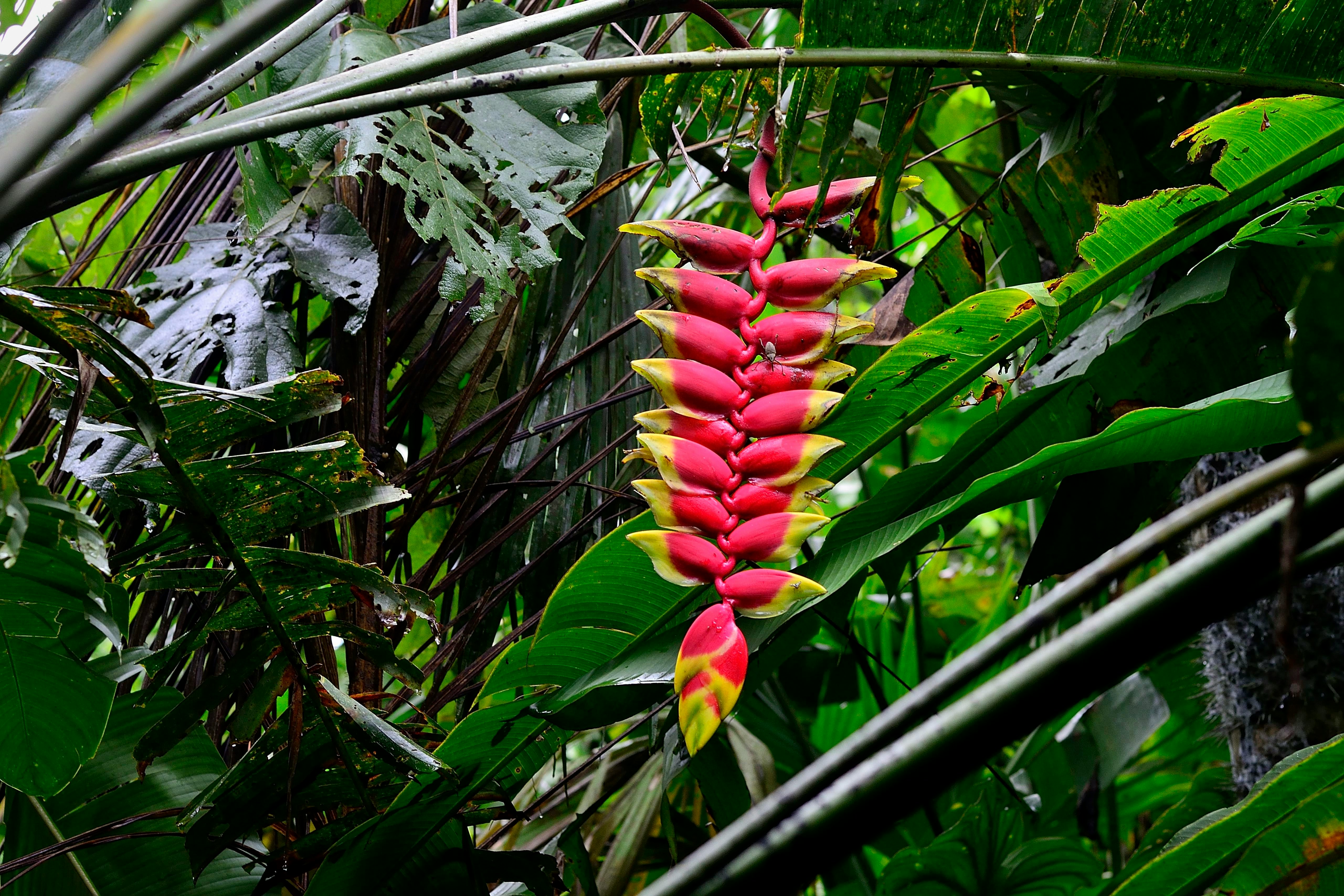 A red and yellow claw-like bloom hanging from a tropical tree in rainforest.