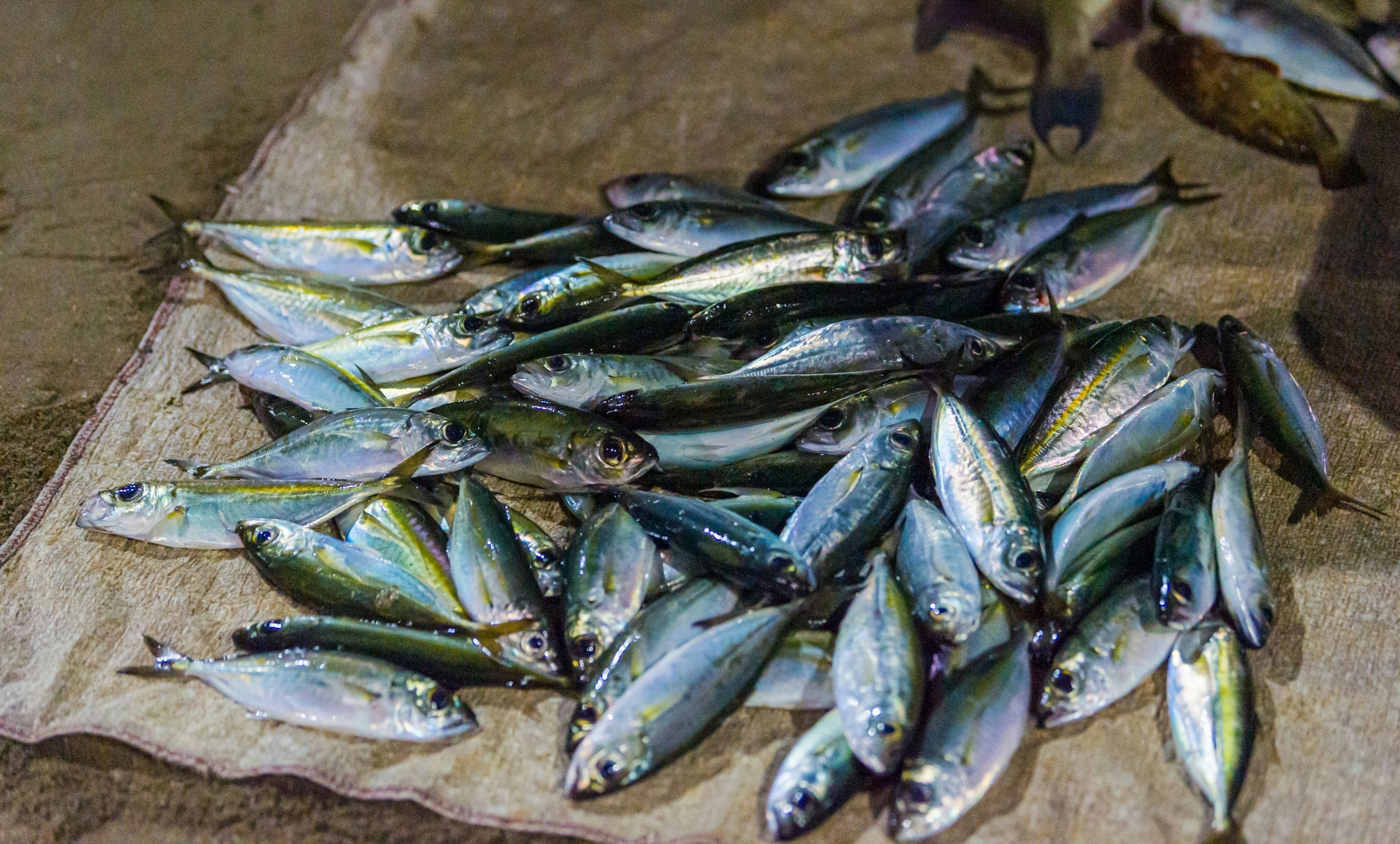 Various freshly caught saltwater fish laying on a plastic sheet on the ground at a fish market.