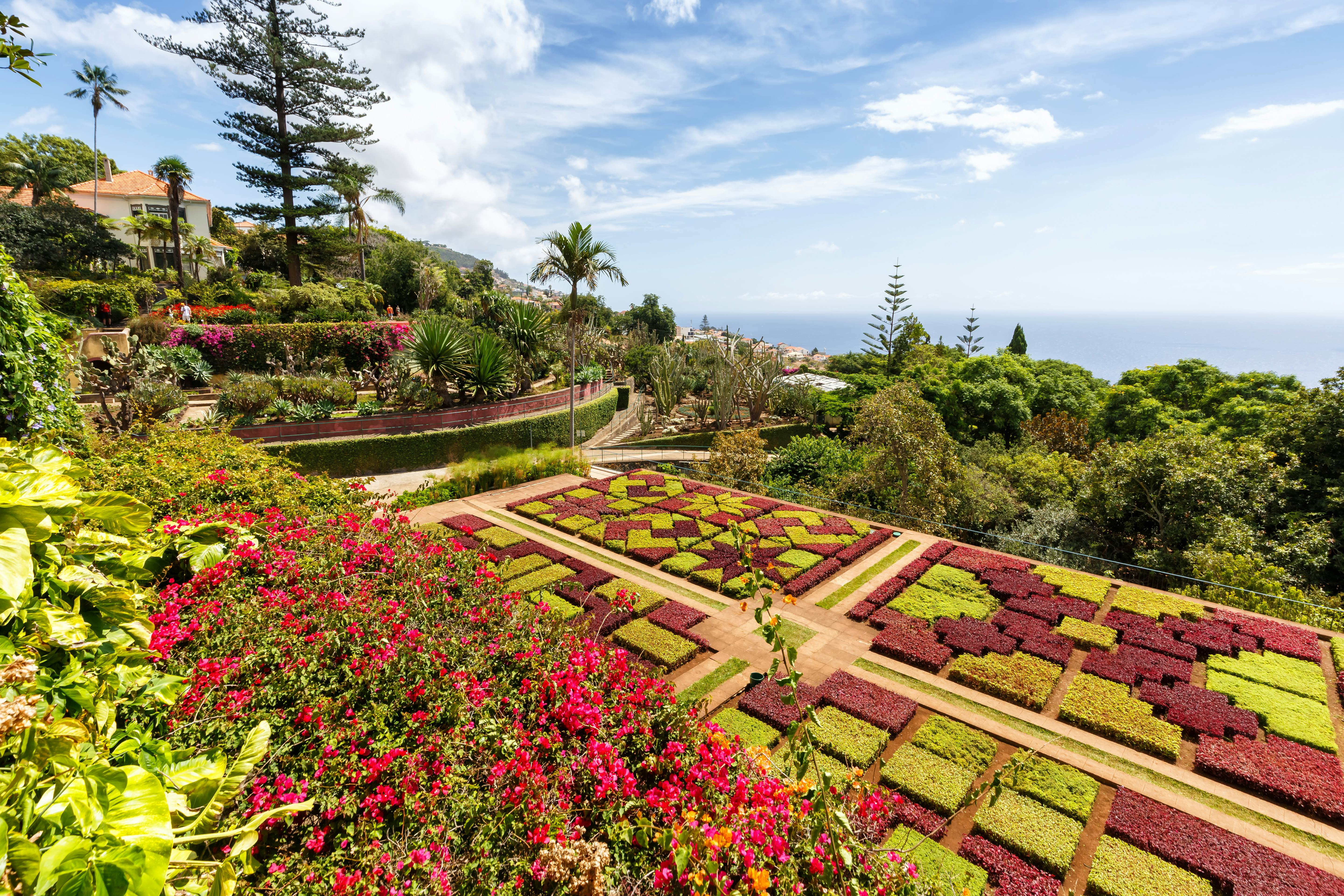 GettyImages-1447874016.jpg
Flowers and plants in botanical garden of Funchal on Madeira island in Portugal