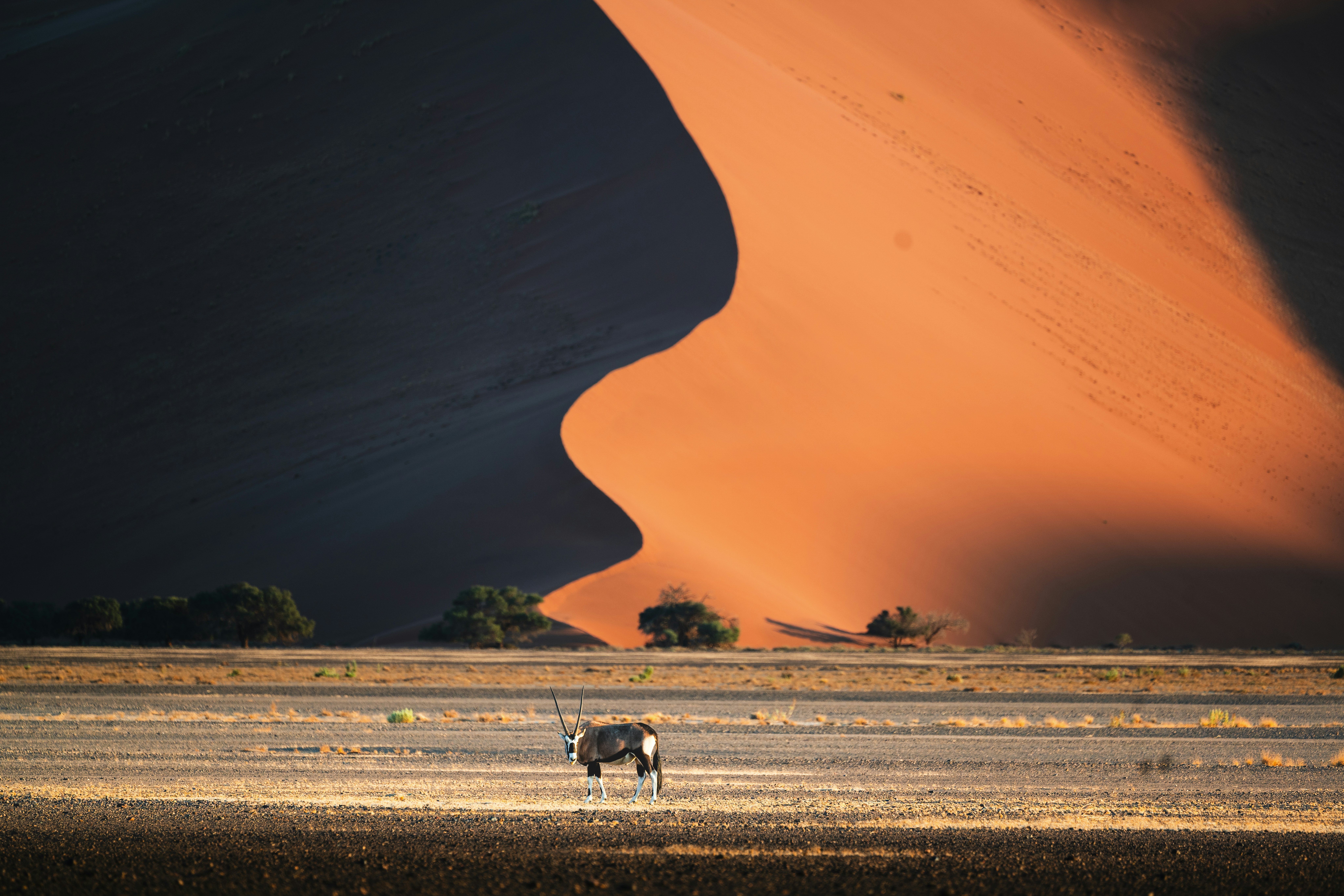 An oryx stands on flat ground, while a huge dune behind is dramatically illuminated by the light of the setting sun.