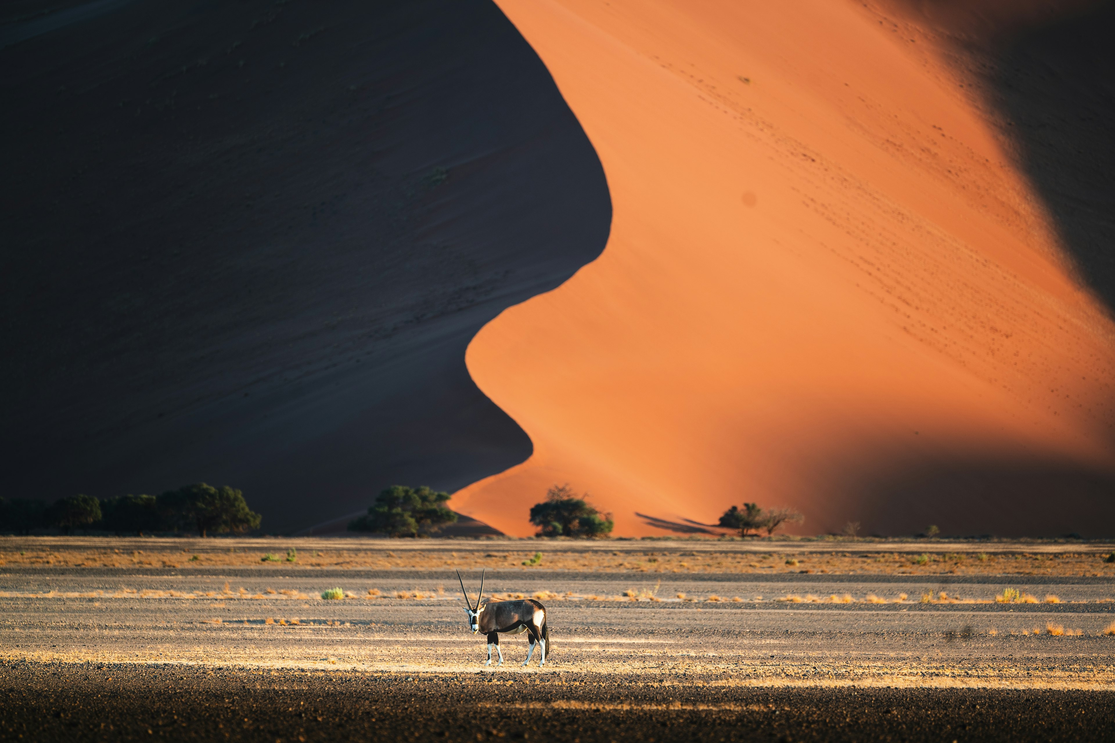 An oryx stands on flat ground, while a huge dune behind is dramatically illuminated by the light of the setting sun.