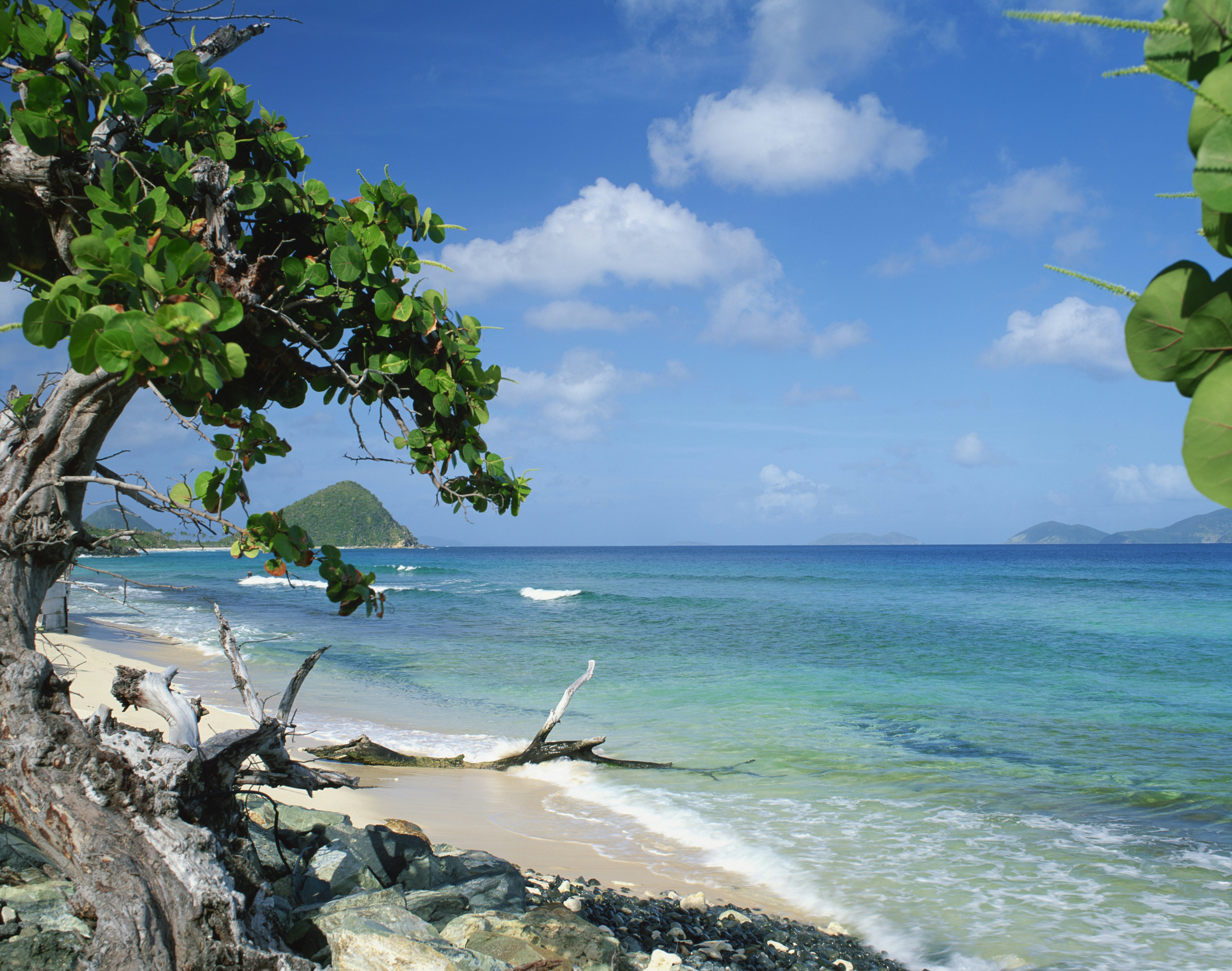 Driftwood on the shore of a tropical beach.