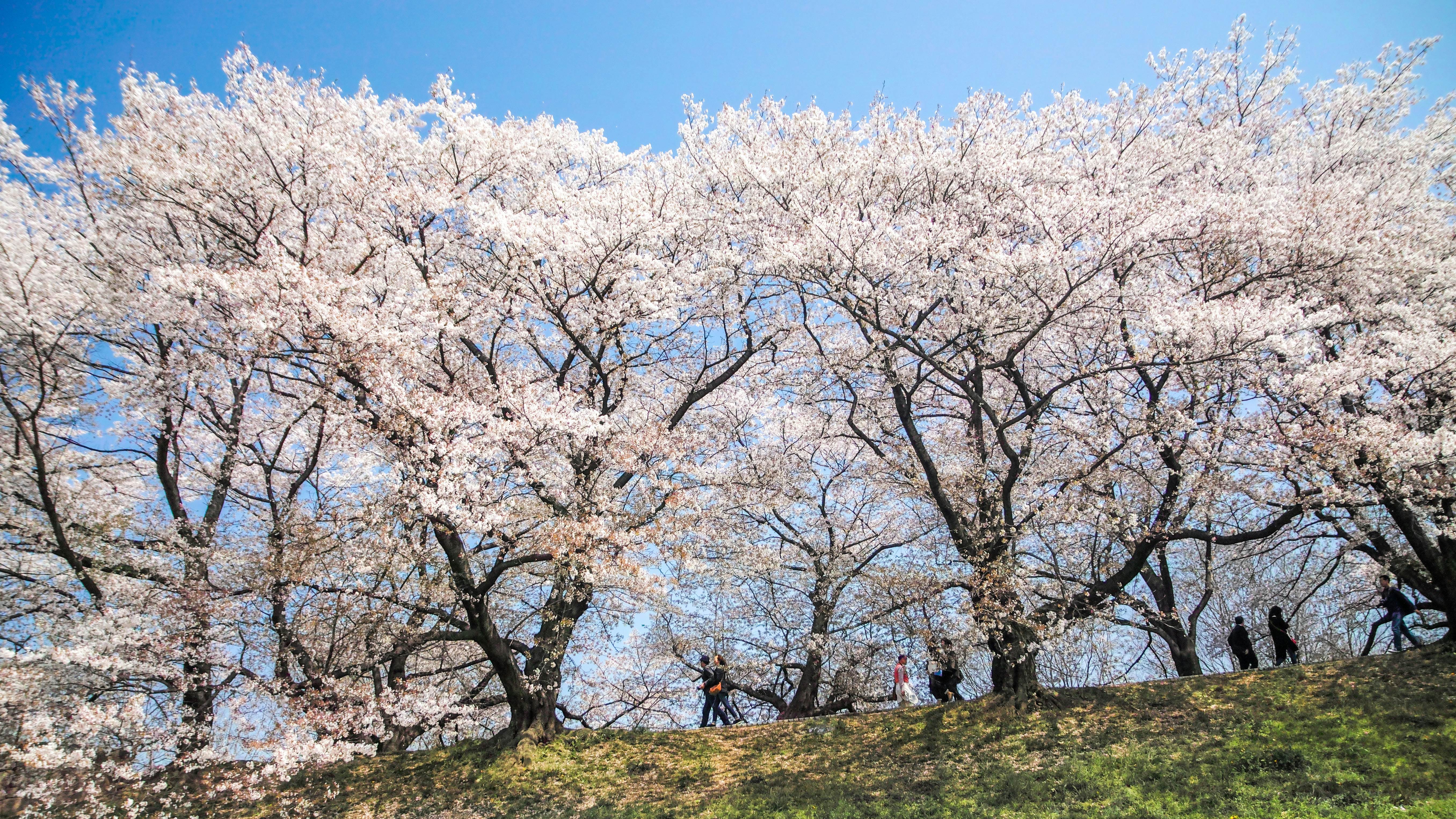 GettyImages-922189366.jpg
Cherry blossoms viewing at Sewari-tei