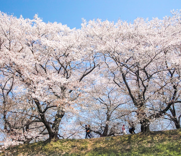 GettyImages-922189366.jpg
Cherry blossoms viewing at Sewari-tei