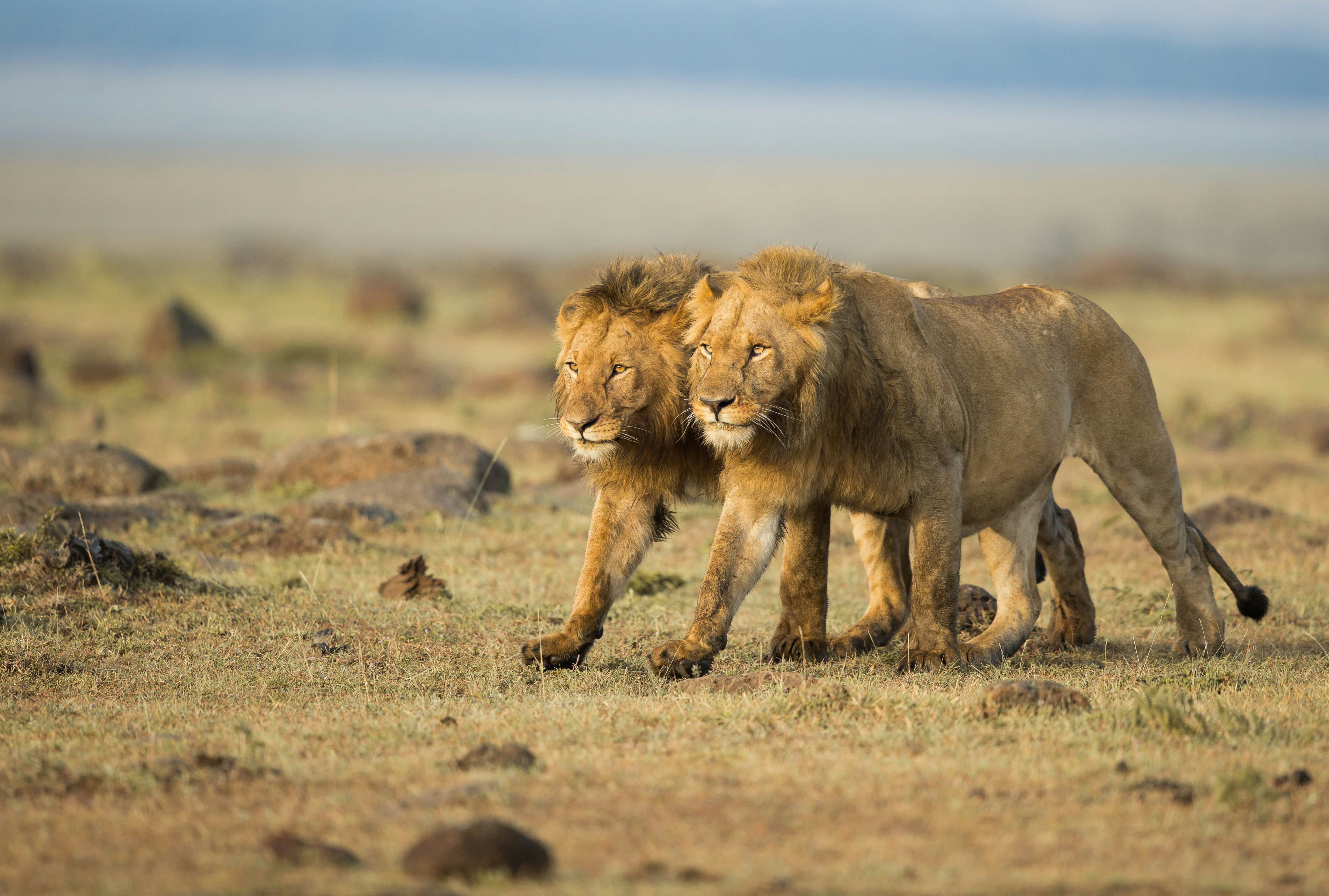 Two male lions walking in step.
Africa; Animal Wildlife; Brother; Community; Horizontal; Kenya; Lion - Feline; Males; Masai Mara National Reserve; Photography; Safari; Two Animals;