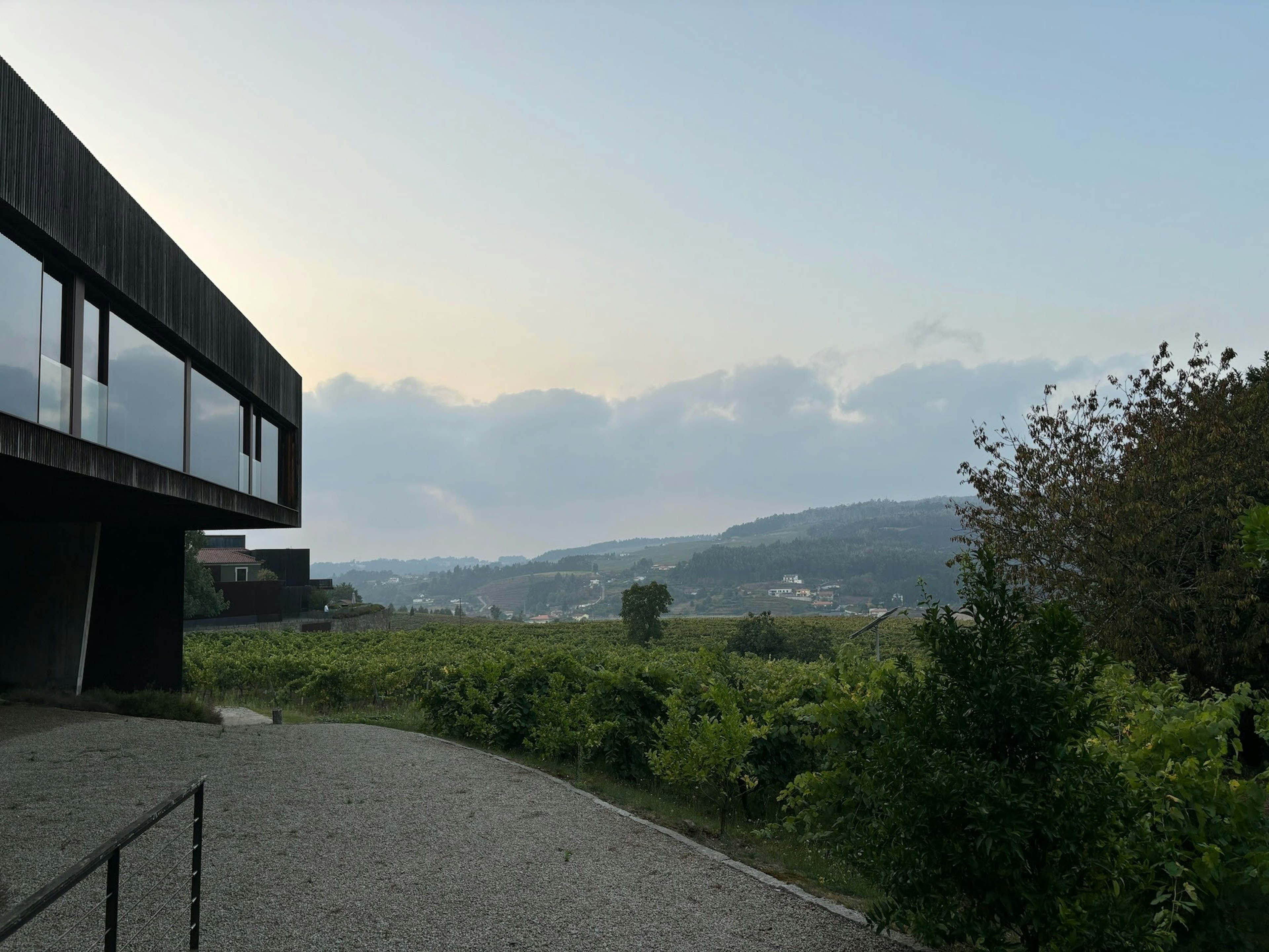 Vineyard views from the hotel.