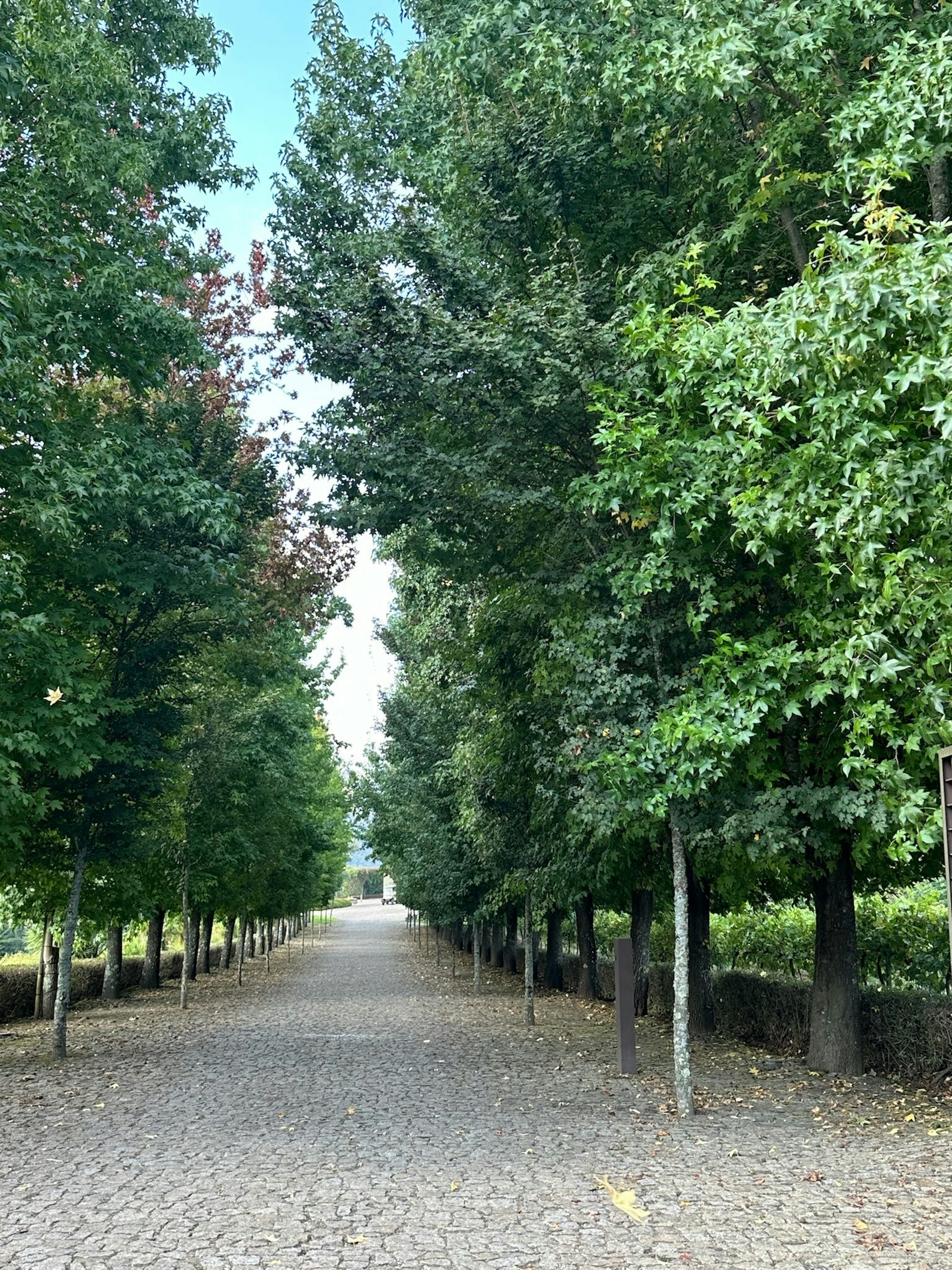 The hotel's tree-lined driveway.