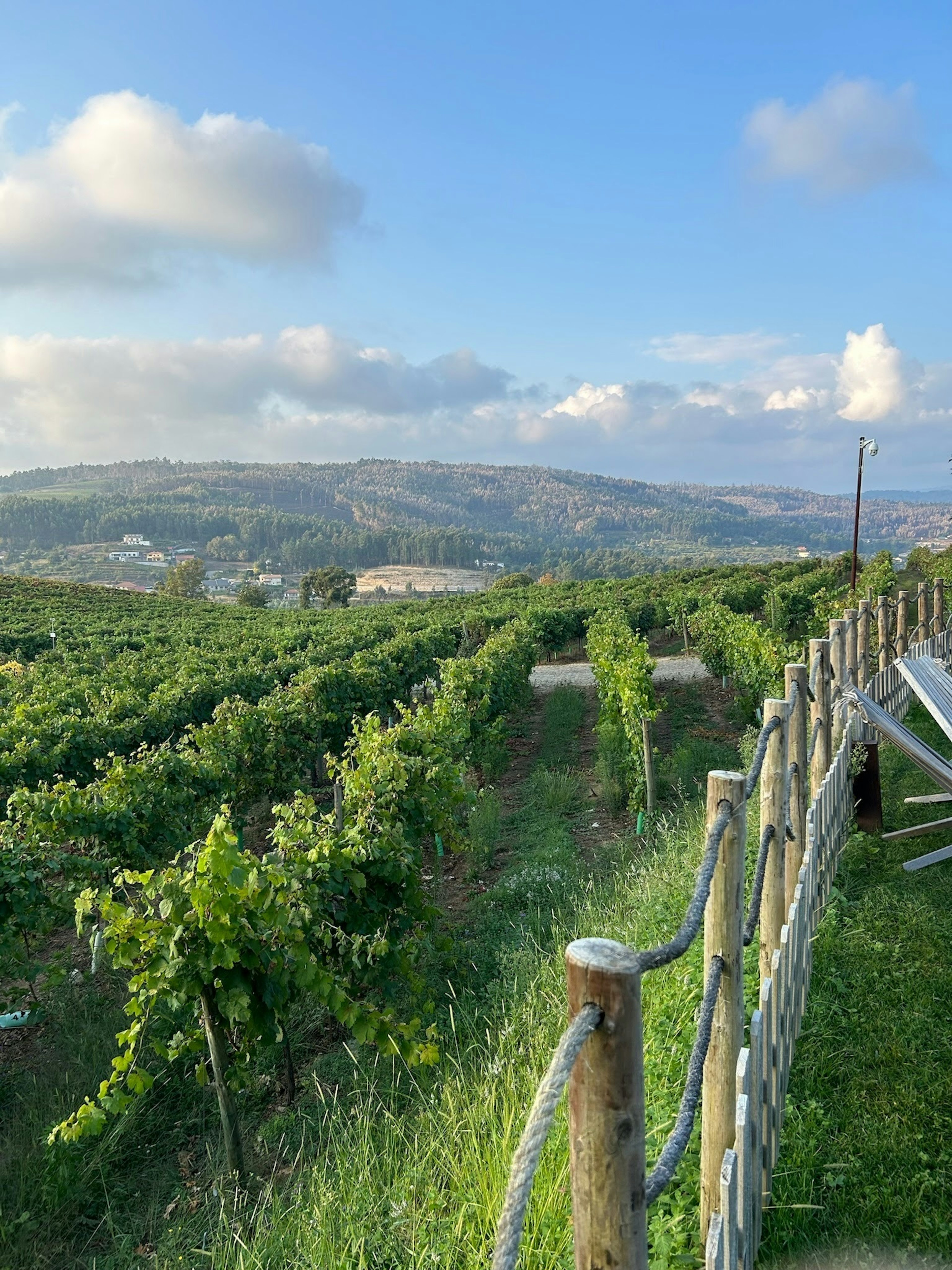 Strolling through the hotel's vineyard.