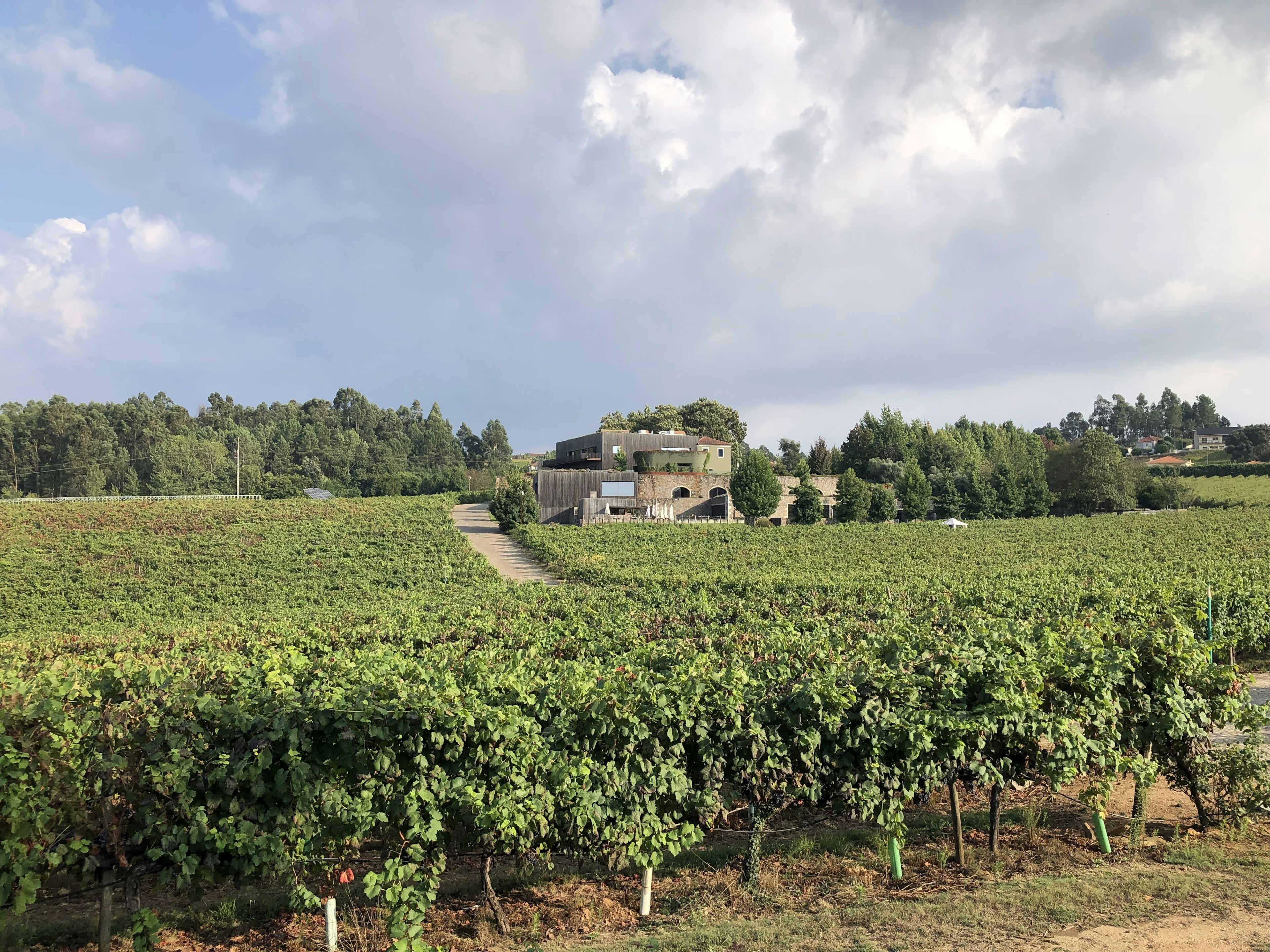 A green vineyard; a path is visible in the middle ground near a structure with trees to one side and behind it.