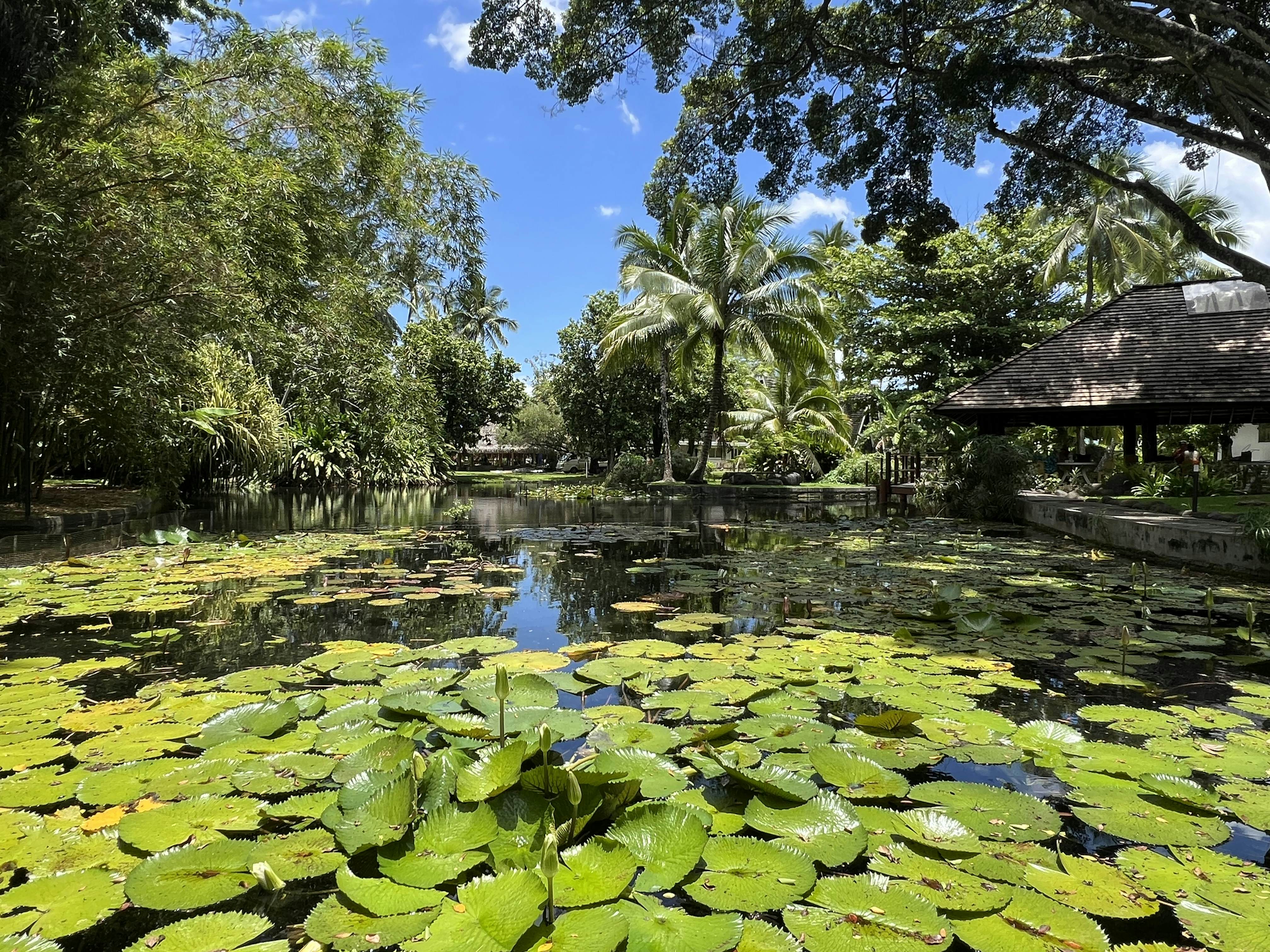 PAPEETE, TAHITI, FRENCH POLYNESIA. NOVEMBER 2025.
The public Pa'ofa'i Gardens in Tahiti's capital city of Pape'ete.