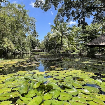 PAPEETE, TAHITI, FRENCH POLYNESIA. NOVEMBER 2025.
The public Pa'ofa'i Gardens in Tahiti's capital city of Pape'ete.