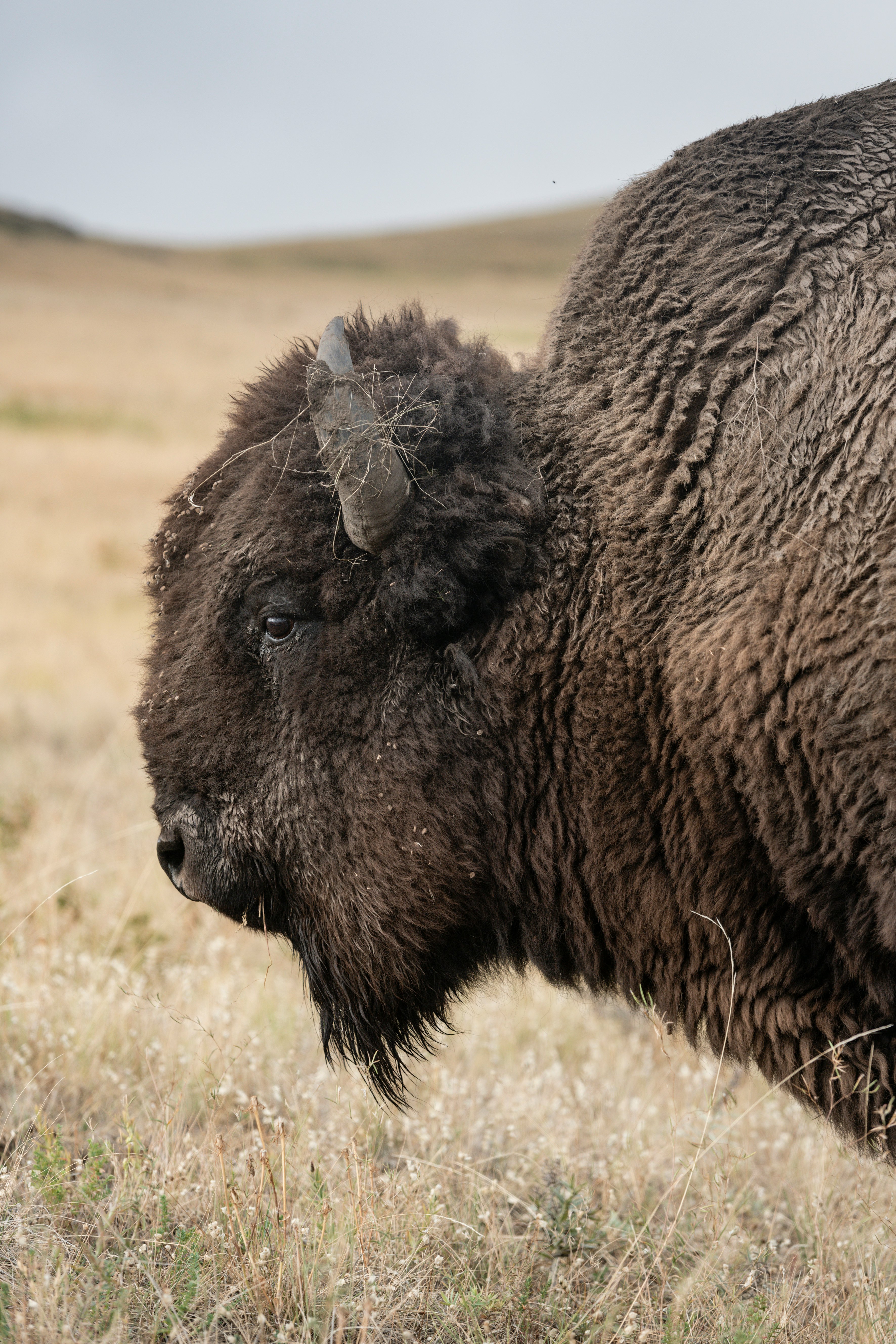 Bison at the CSKT Bison Range.