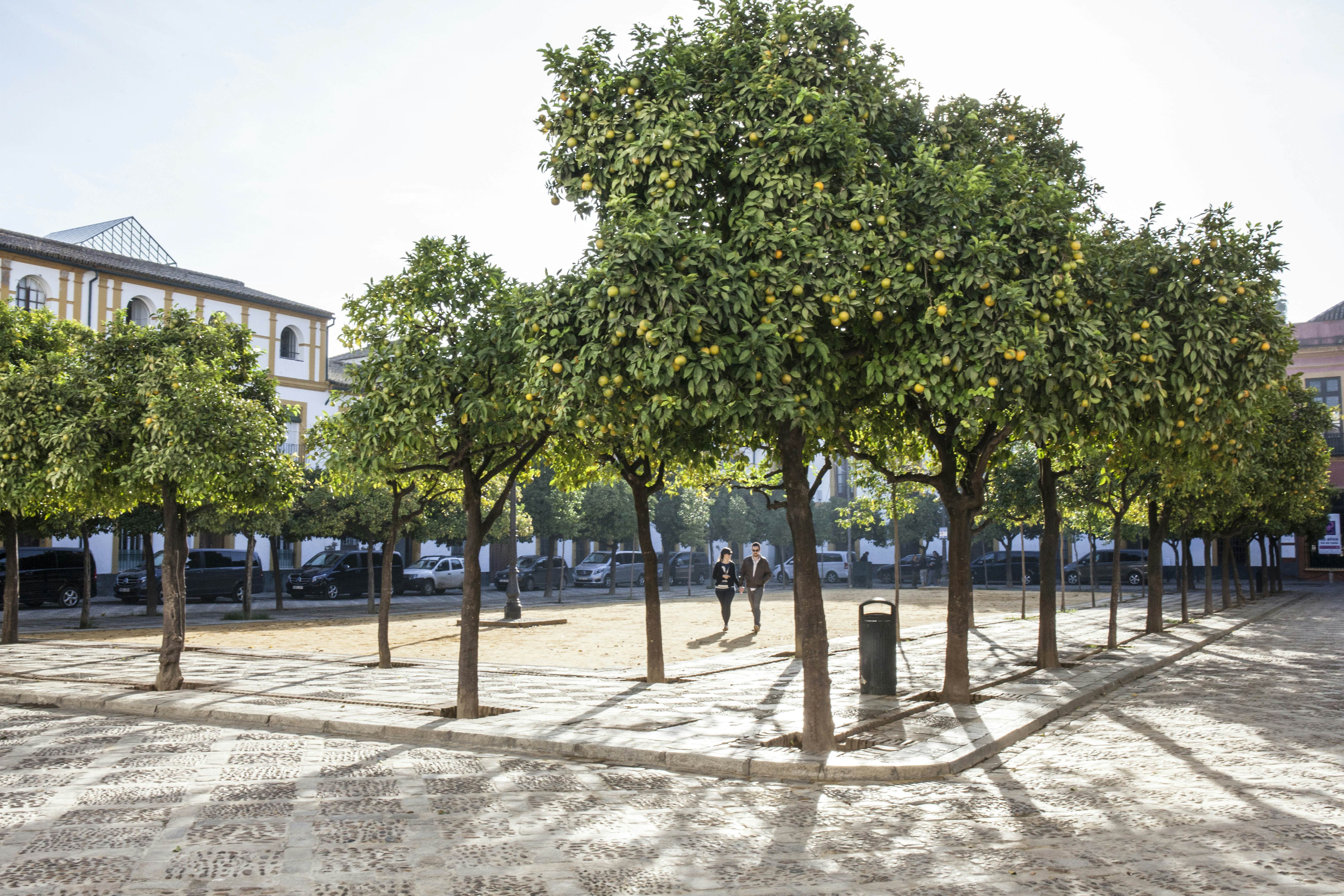Lonely Planet Traveller Magazine, Issue 93, September, The Perfect Weekend
Plaza with orange trees in Barrio de Santa Cruz