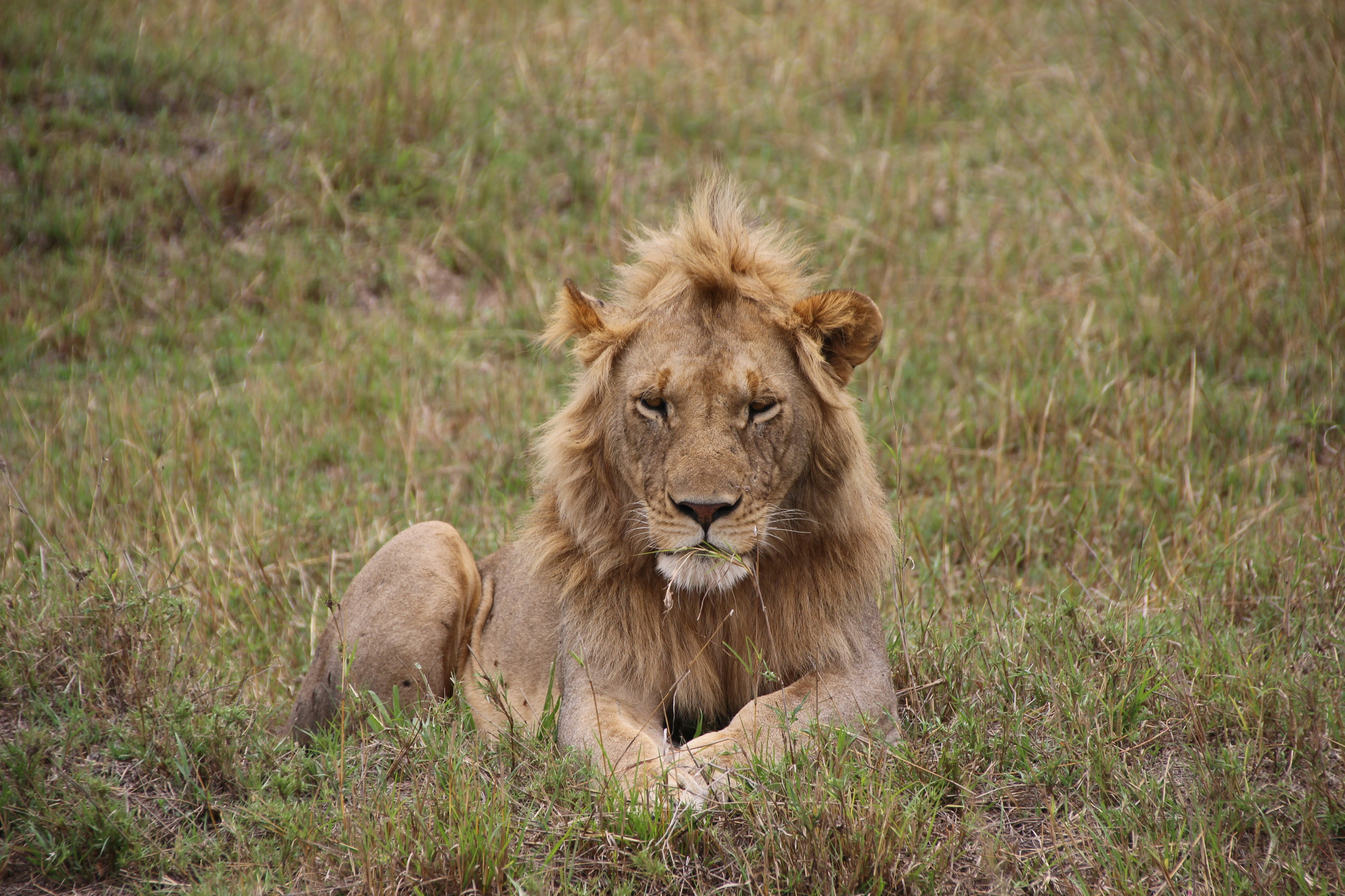 A lion on the grasslands of the Masai Mara in Kenya.