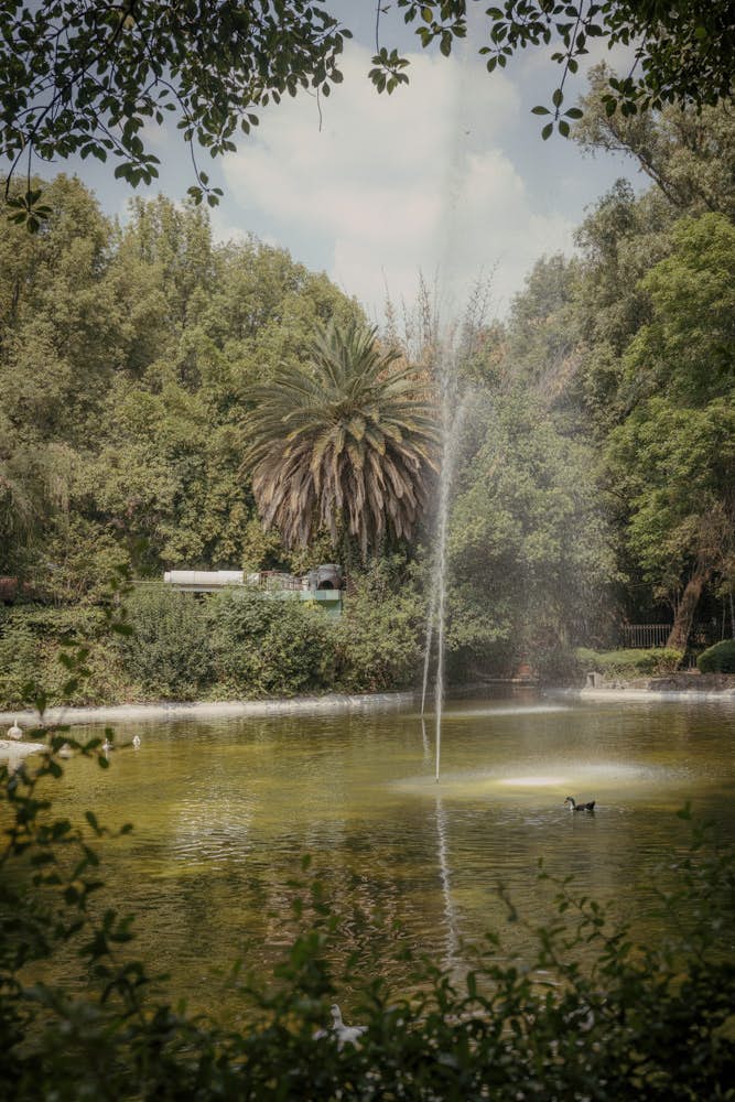 A jet of water shoots up from a pool of greenish water in a park in Mexico City.