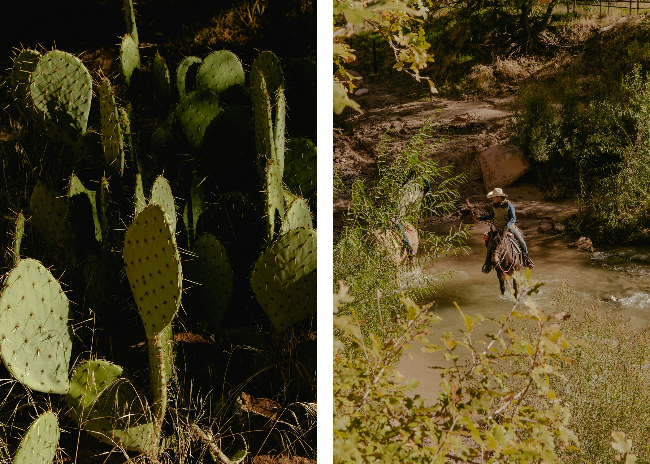 Right: The spiky paddles of a cactus in the sun. Left: A man riding a horse and wearing a cowboy hat wades through a river.