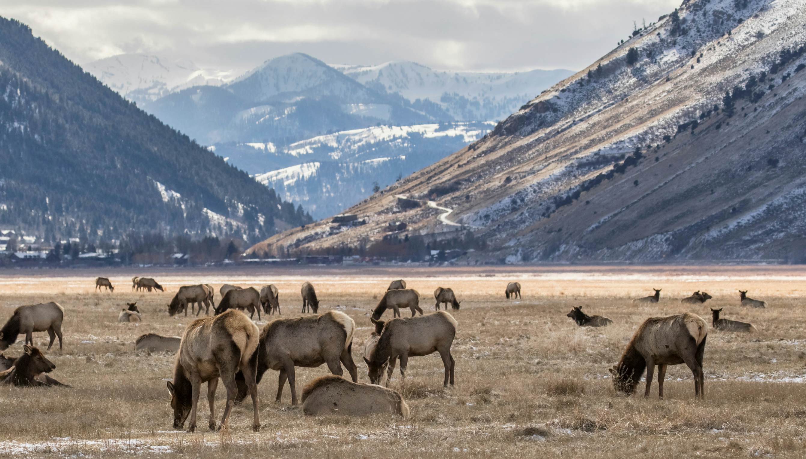 Elk grazing on grasslands at the foot of mountains dotted with snowy patches.