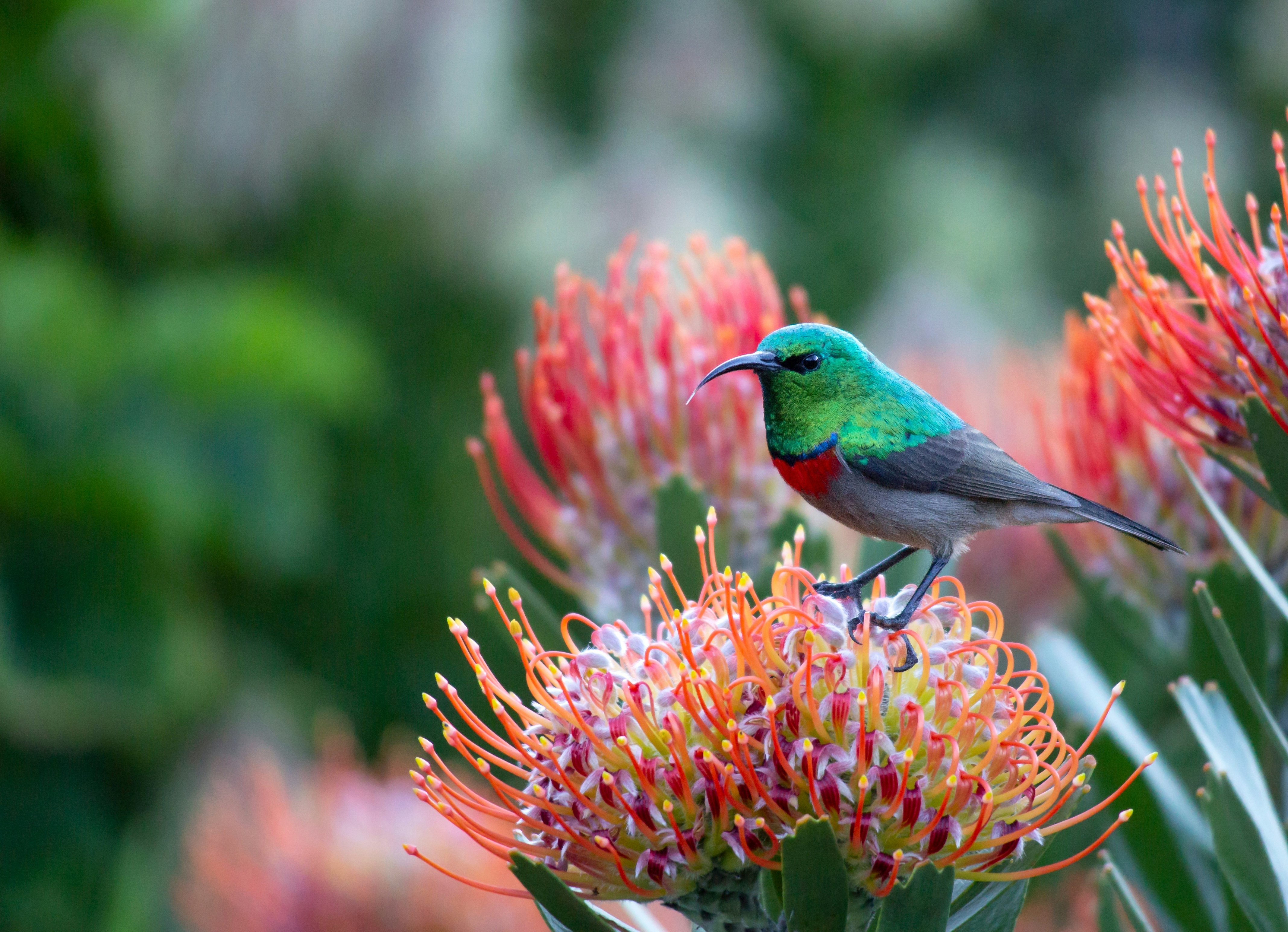 A tiny green and red bird stands on a flower with stamens of many colors.