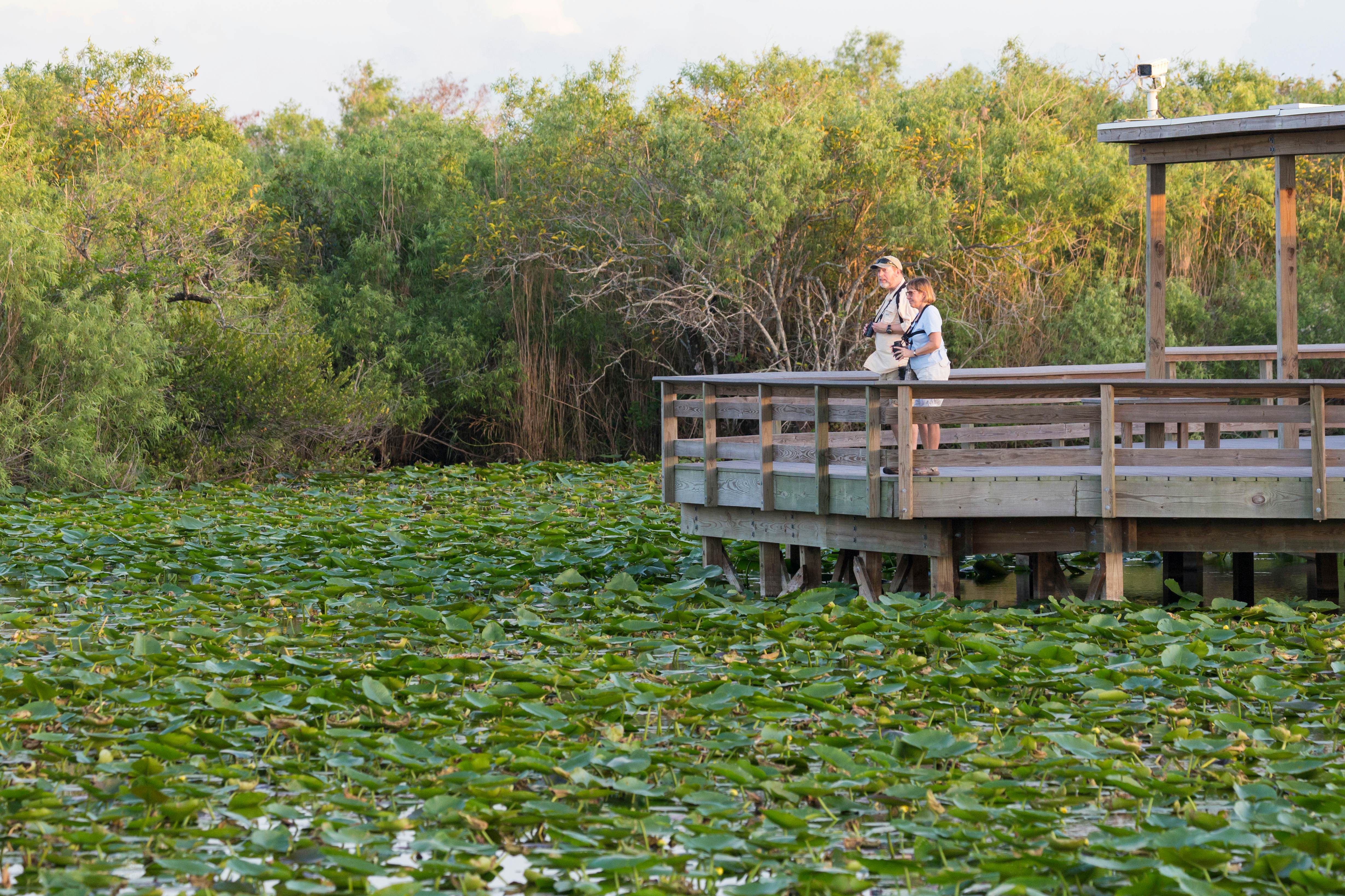 EVERGLADES NATIONAL PARK, FLORIDA / USA - February 22, 2019: Visitors enjoy the sights along the Anhinga Trail in Everglades National Park.  License Type: media  Download Time: 2021-01-22T08:06:50.000Z  User:   Is Editorial: Yes  purchase_order:   