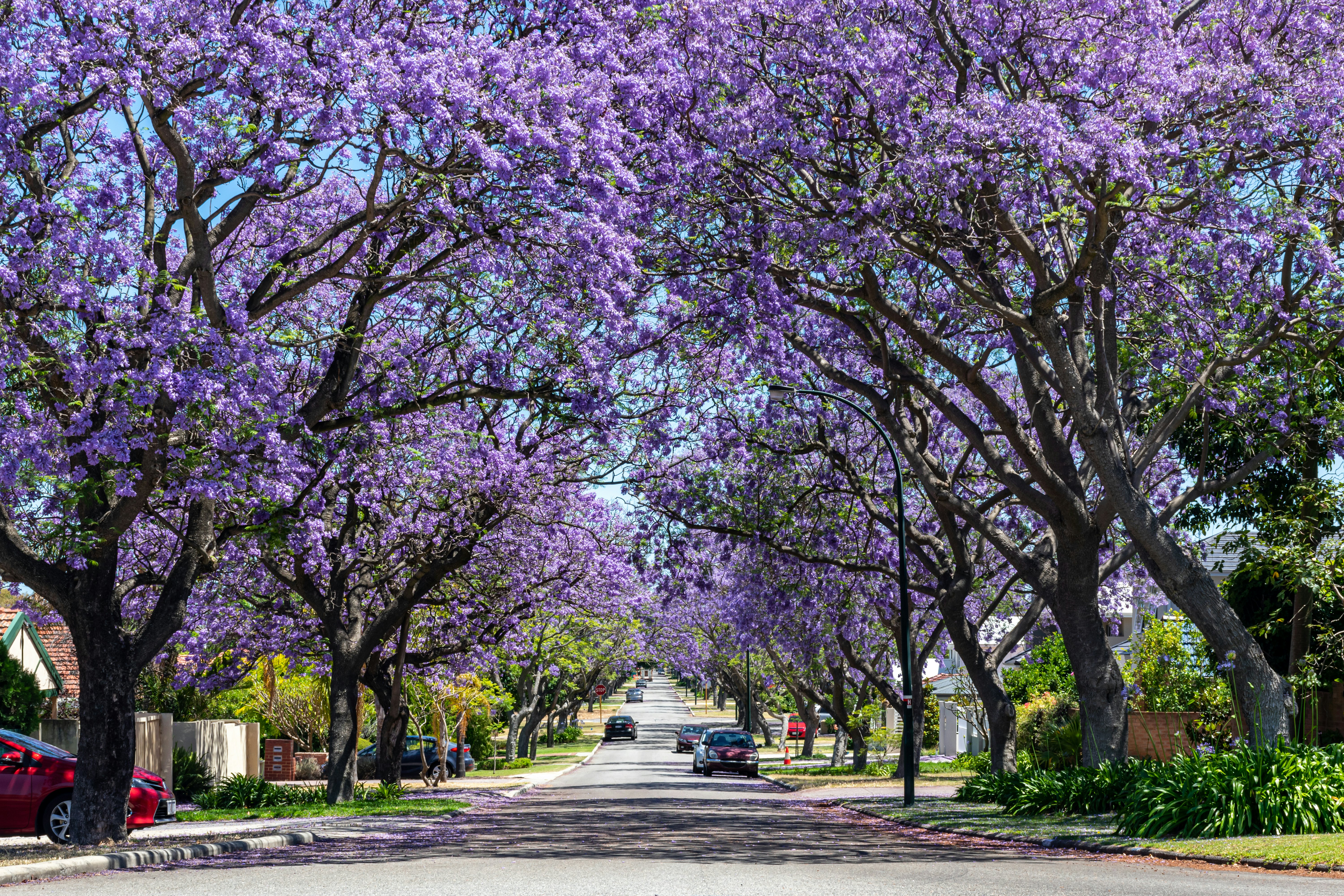 A street lined with trees covered in purple blossom